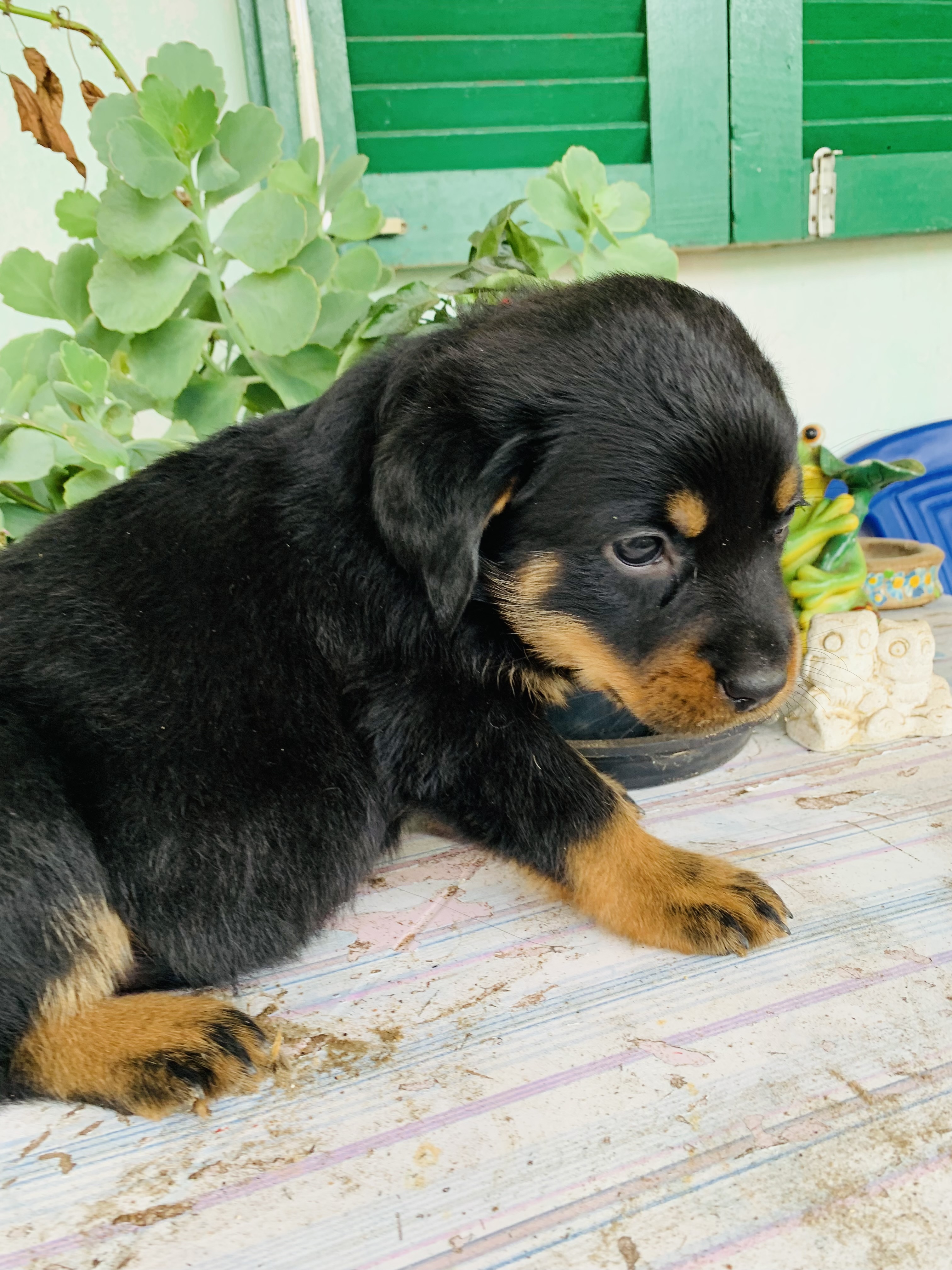 Portal Vendocão Filhotes de Rottweiler  Cidreira 