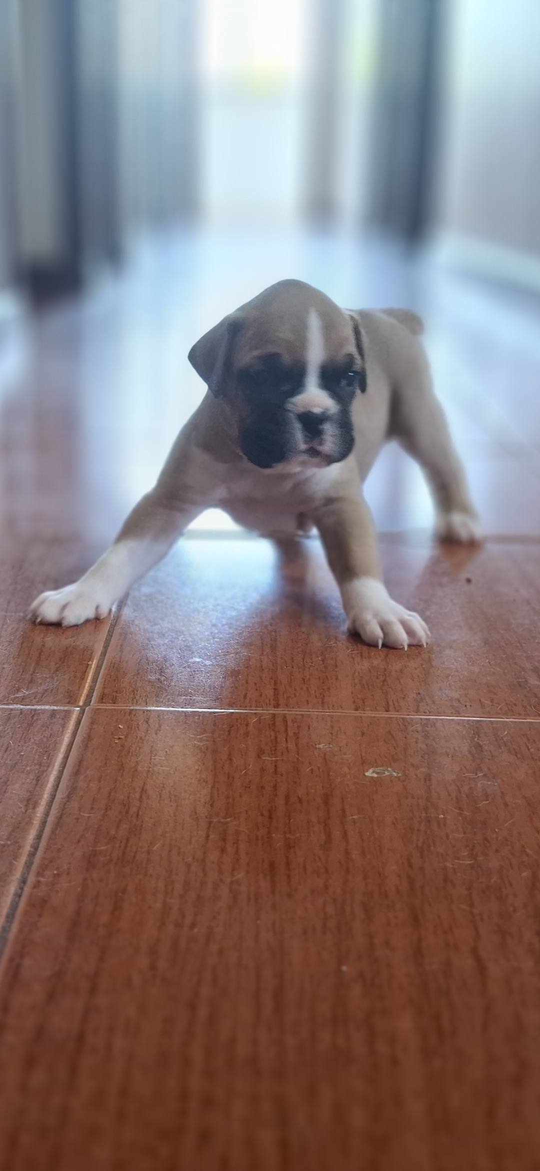 Filhotes de boxer