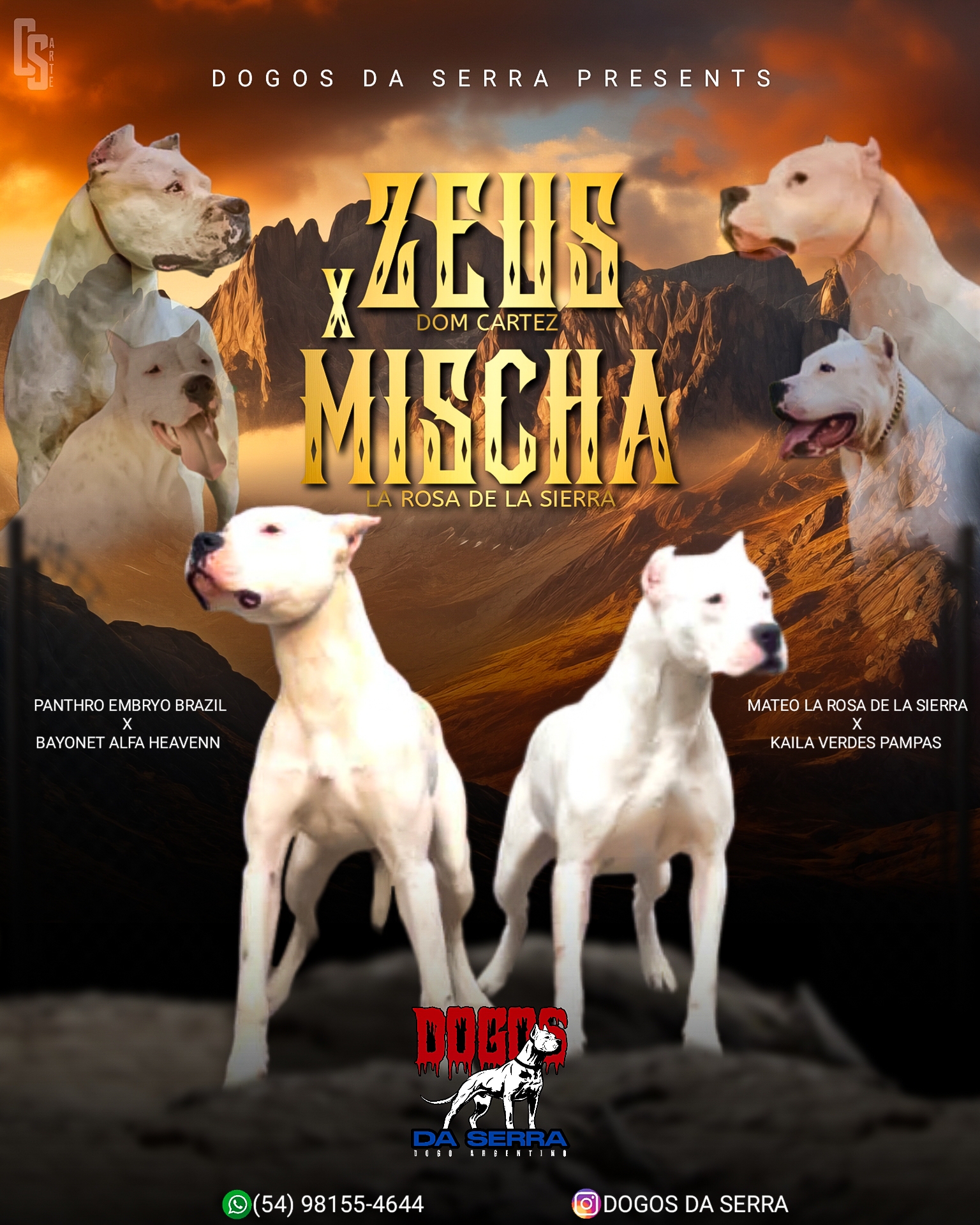 Portal Vendocão  Dogo Argentino  Caxias do Sul