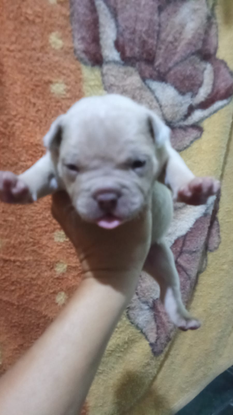 Portal Vendocão filhotes de american bully goiania