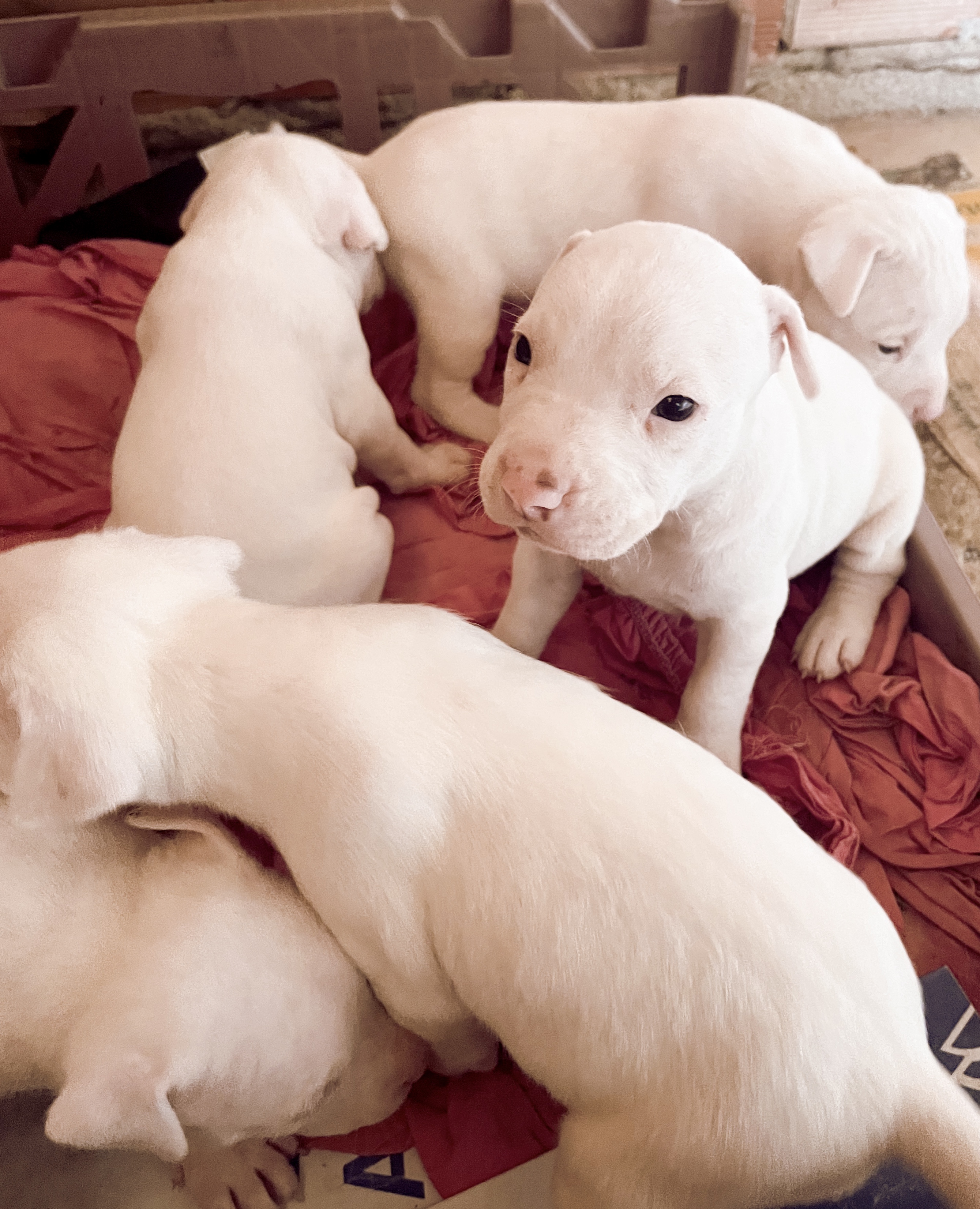 Portal Vendocão Filhote pitbull branco Serra