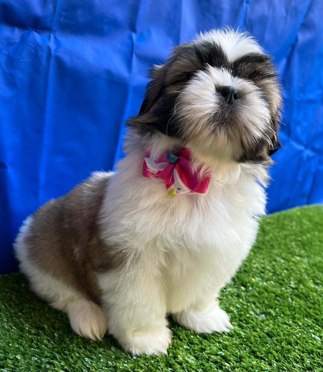 Portal Vendocão VENDE-SE FILHOTE DE SHIH TZU  BELO HORIZONTE