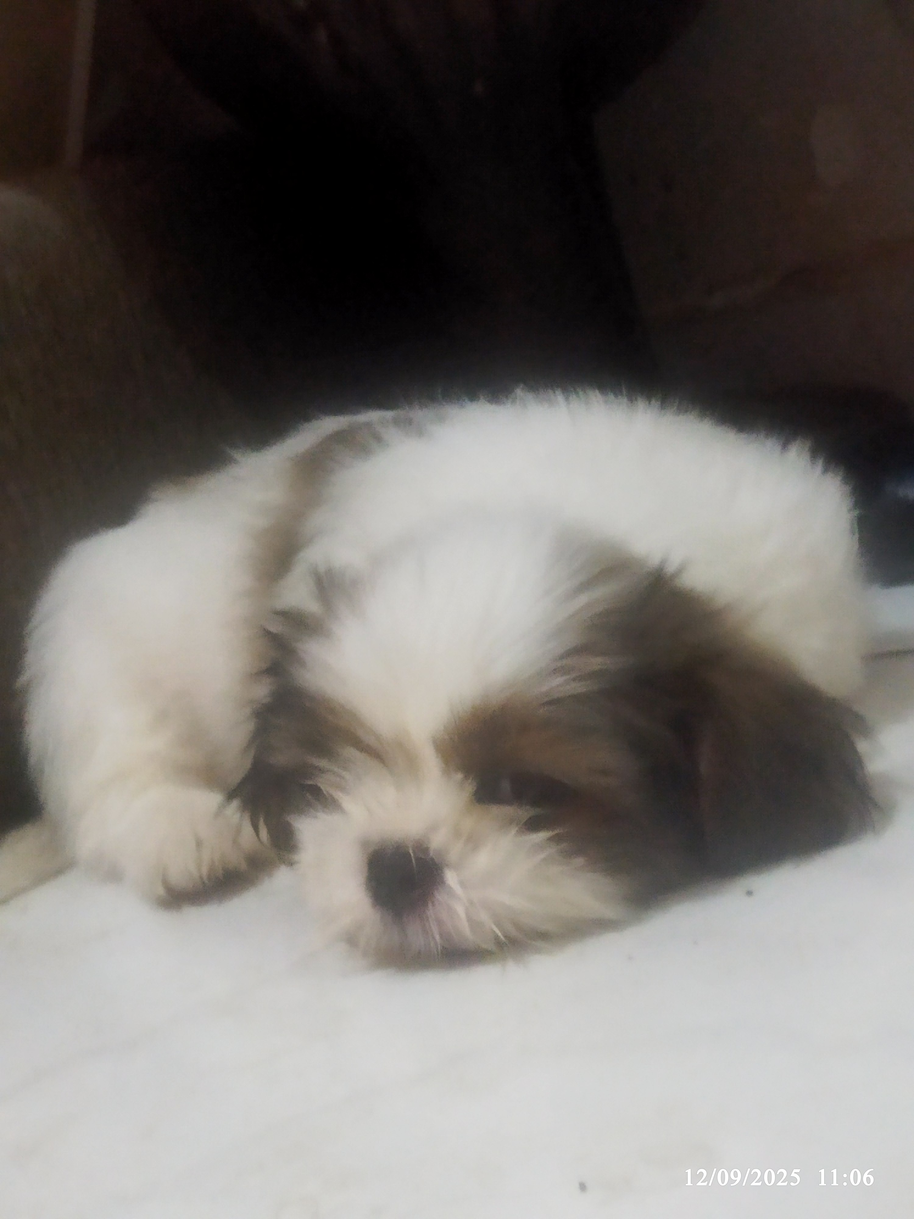 Portal Vendocão Filhote de shih tzu Goiânia