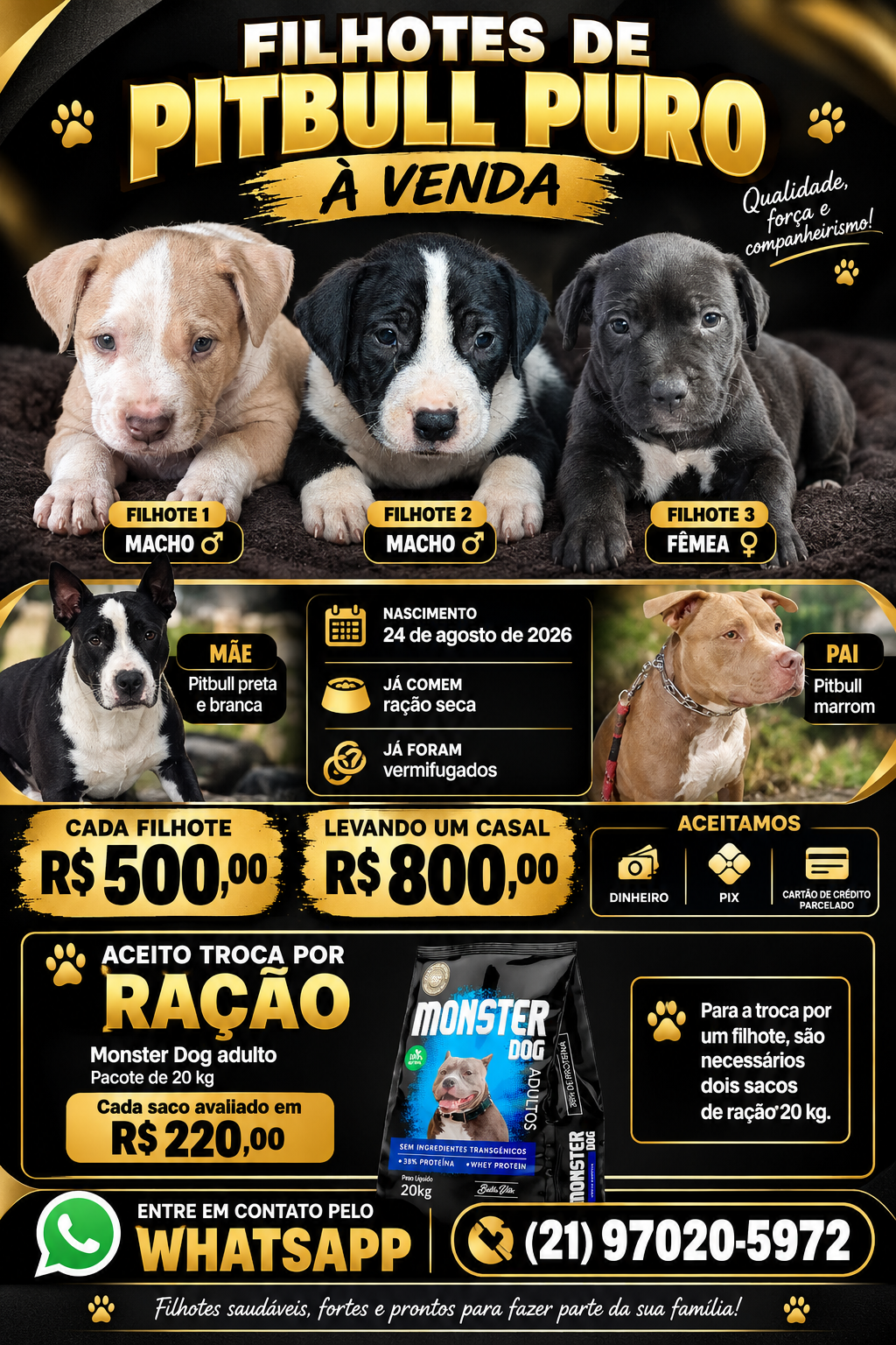 Filhotes de Pitbull PURO ACEITO CARTÃO