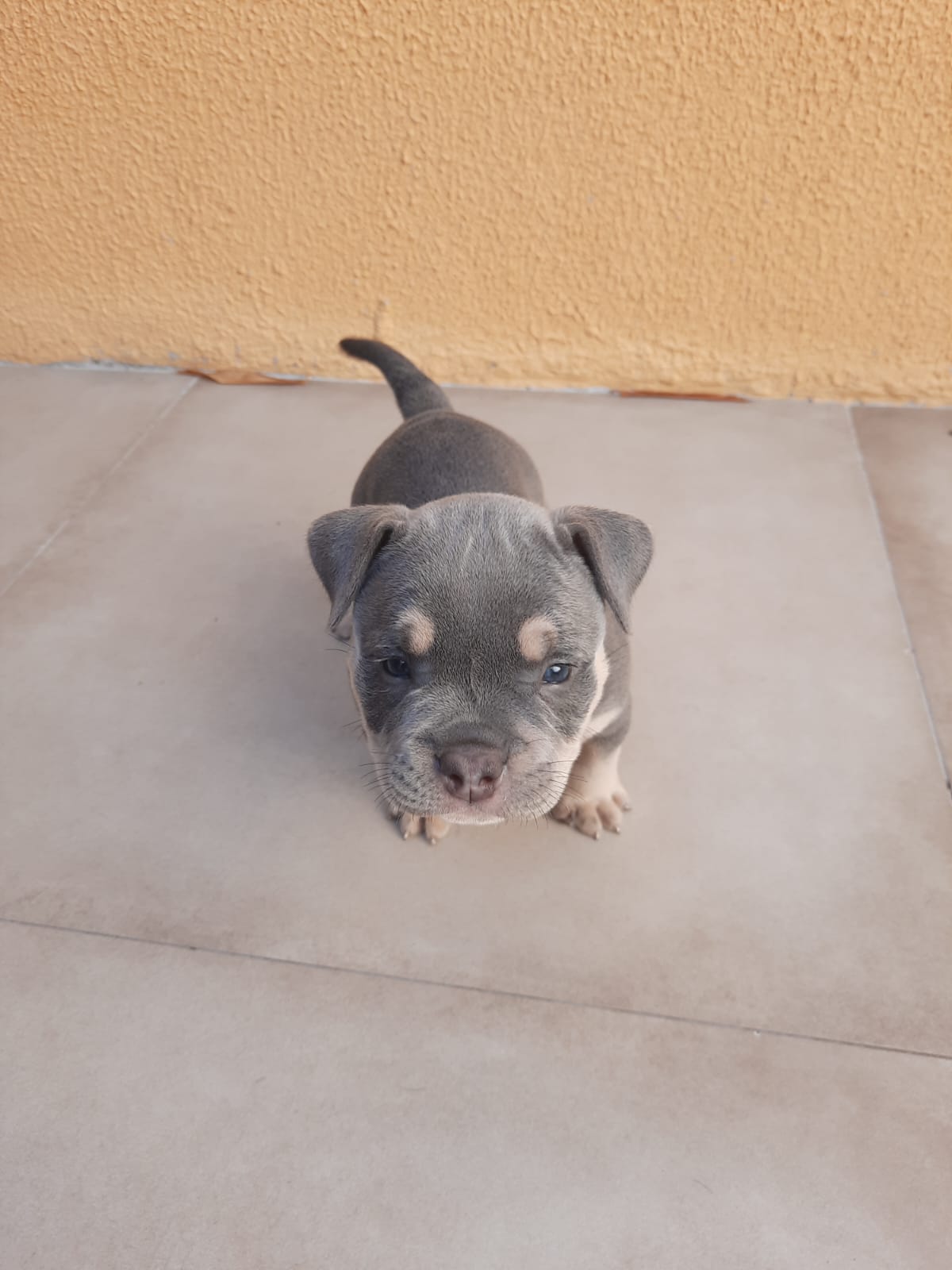 Portal Vendocão Filhotes de american bully  Feira de Santana 
