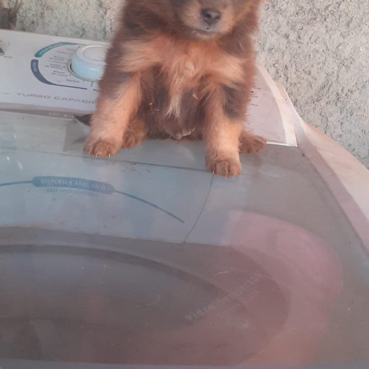 Lindos filhotes de poodle com Shitzu