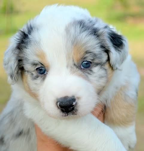 Belos Filhotes Border Collie - Foto 3