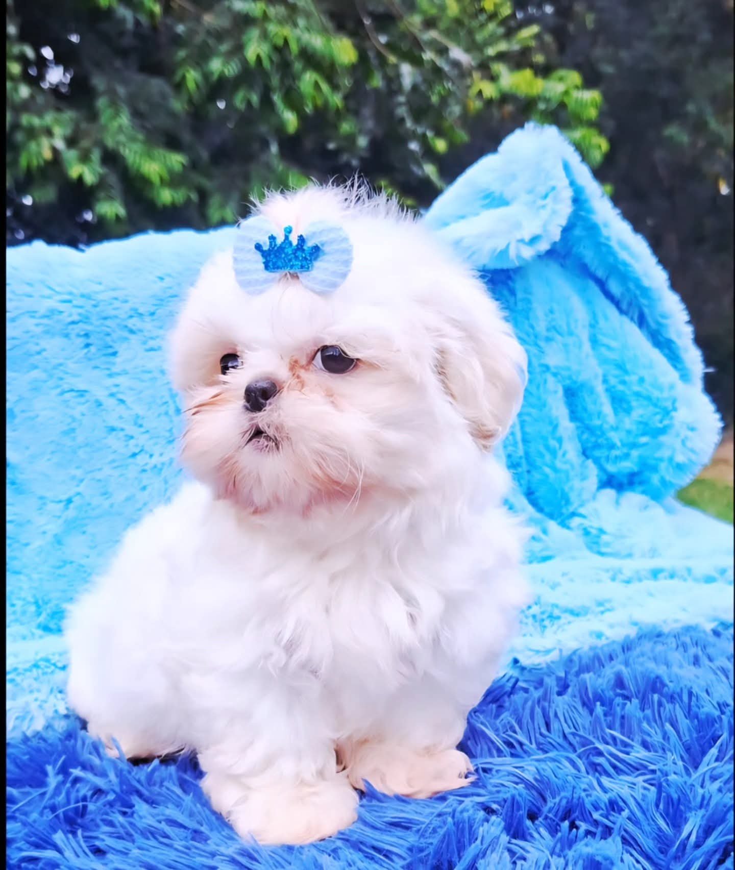 Filhotes de shih tzu - Foto 2
