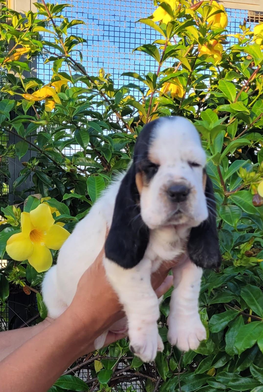 Filhote de Basset Hound - Foto 2