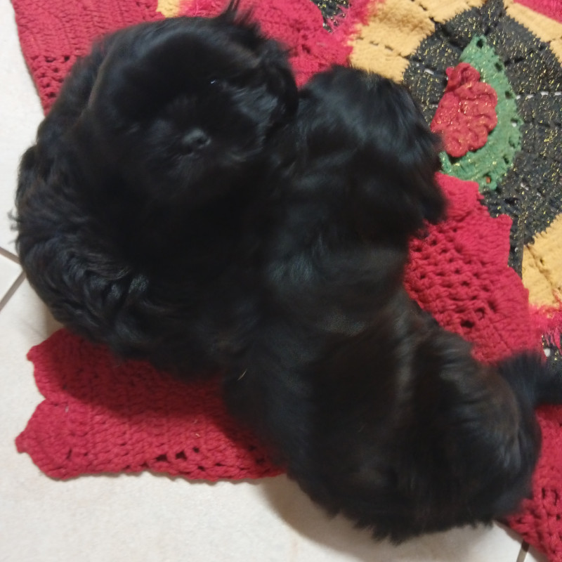 Filhotes macho de 2 meses - Foto 1