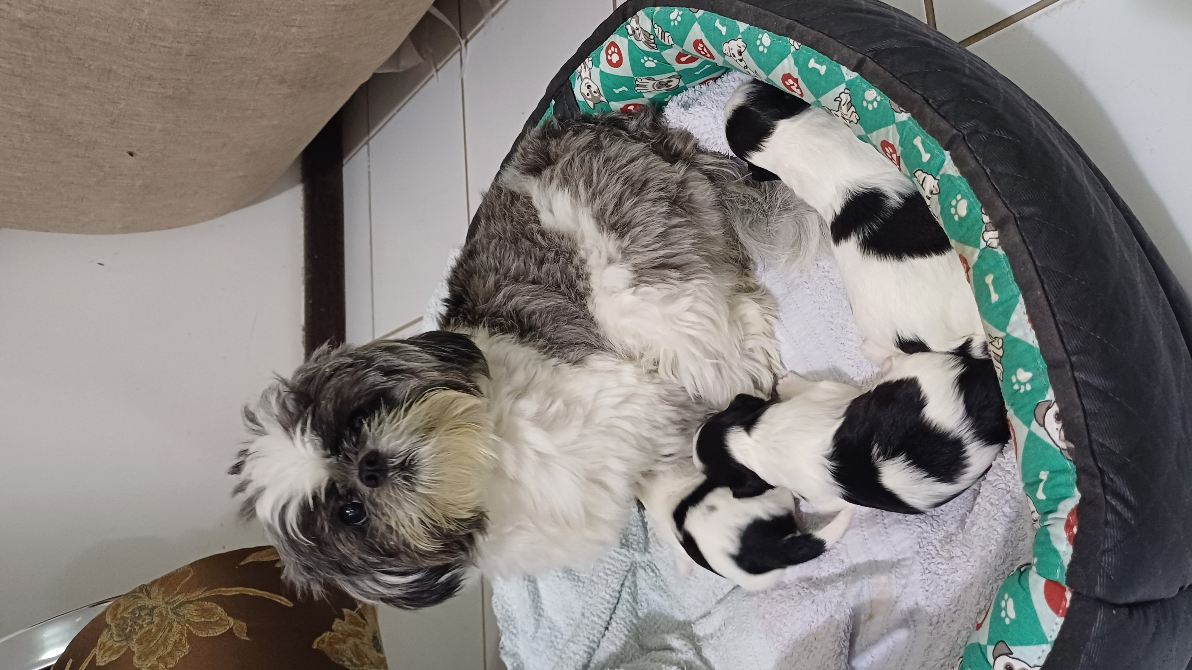Portal Vendocão Cachorro  Feira de Santana 