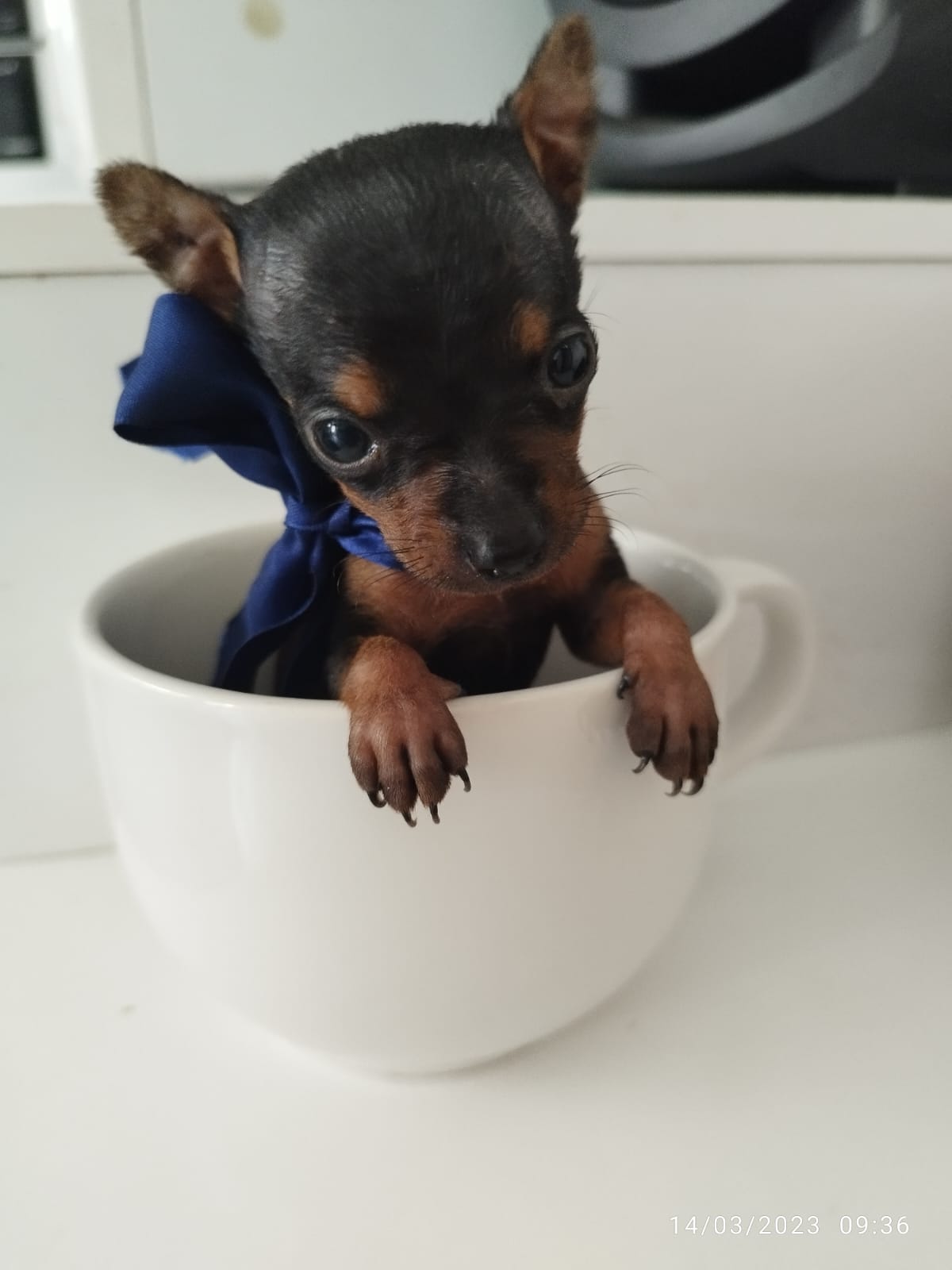 Portal Vendocão Filhotes de pinscher  Maceió 