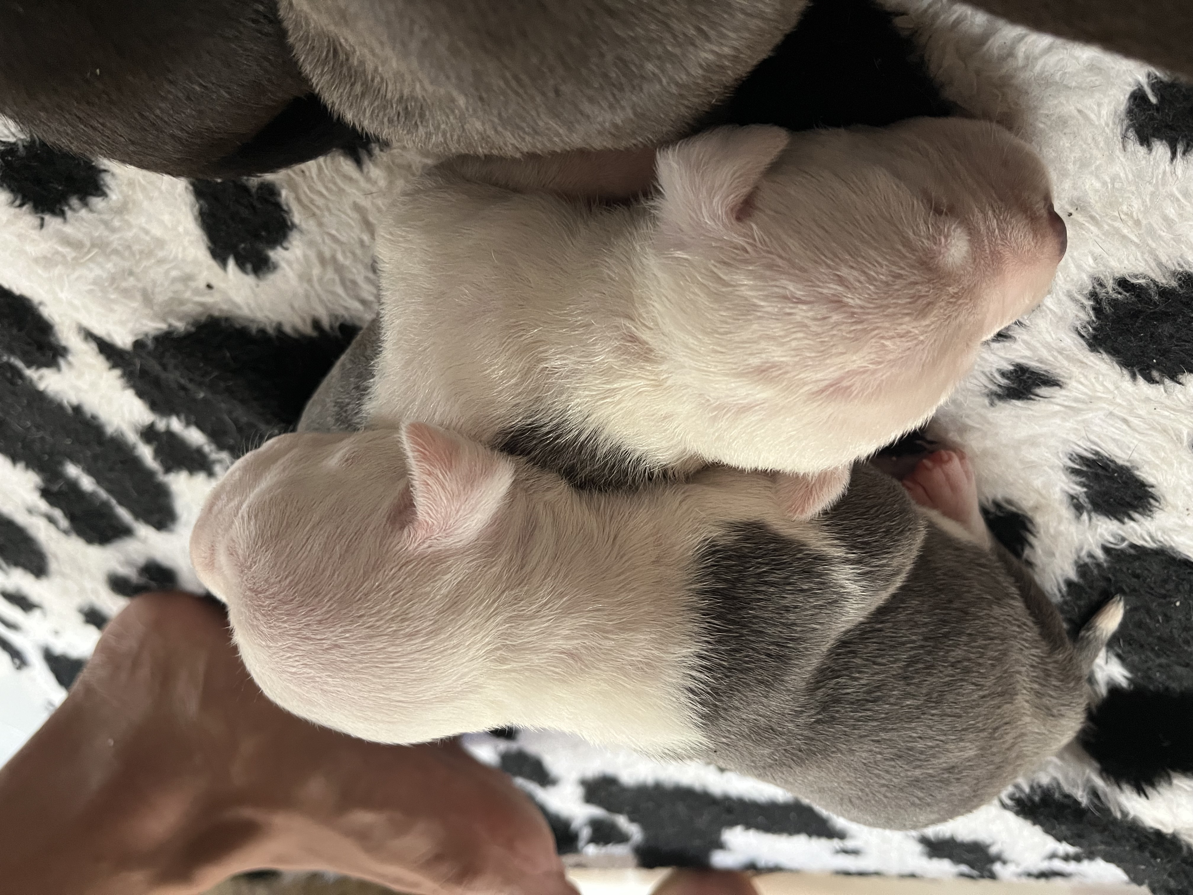 Filhotes de american staffordshire bull  - Foto 3