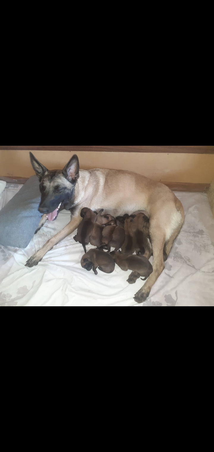 Portal Vendocão Vendo lindos filhotes de Pastor Belga malinois  Ponta Grossa