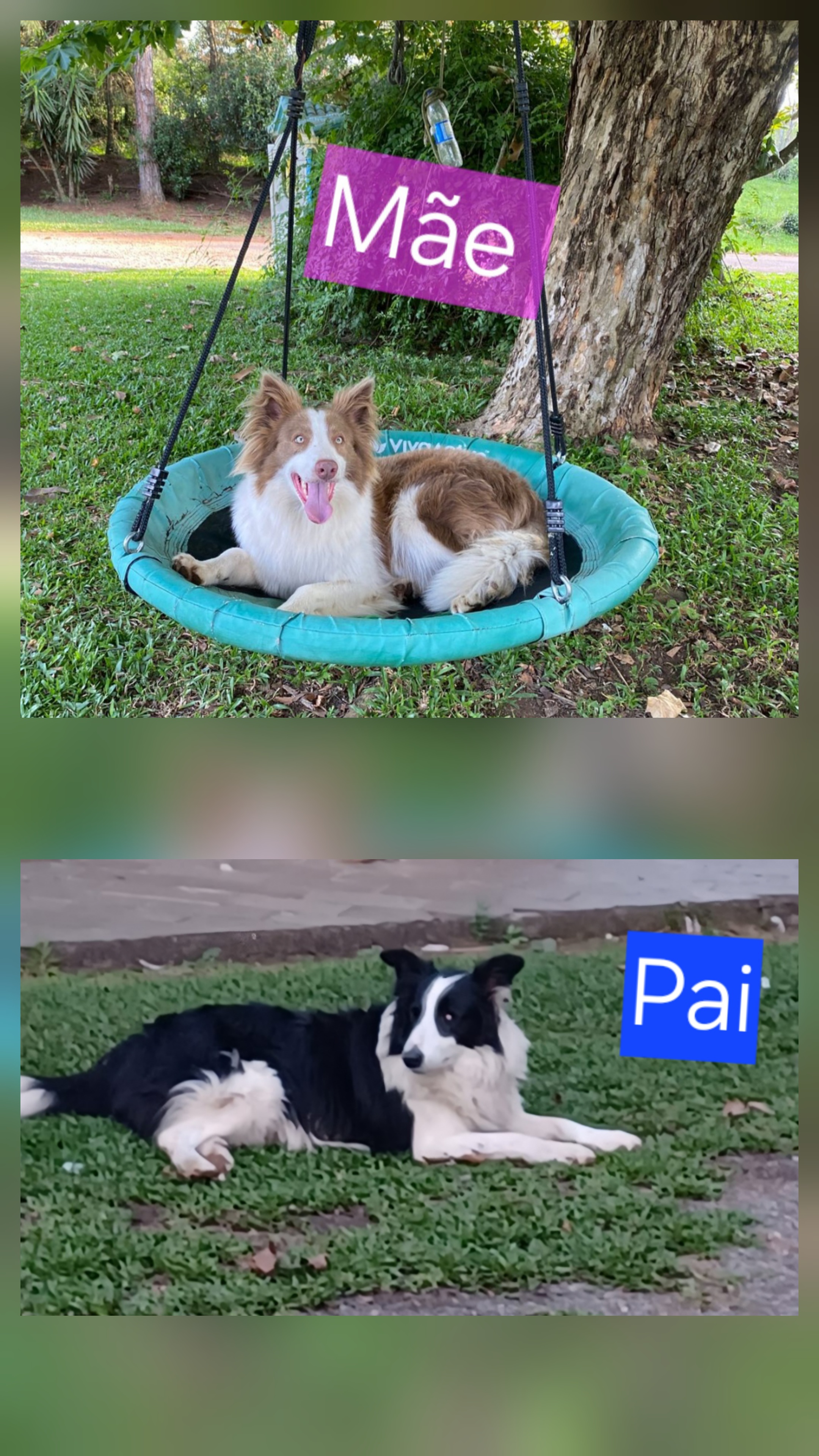 Filhote Border Collie  - Foto 1
