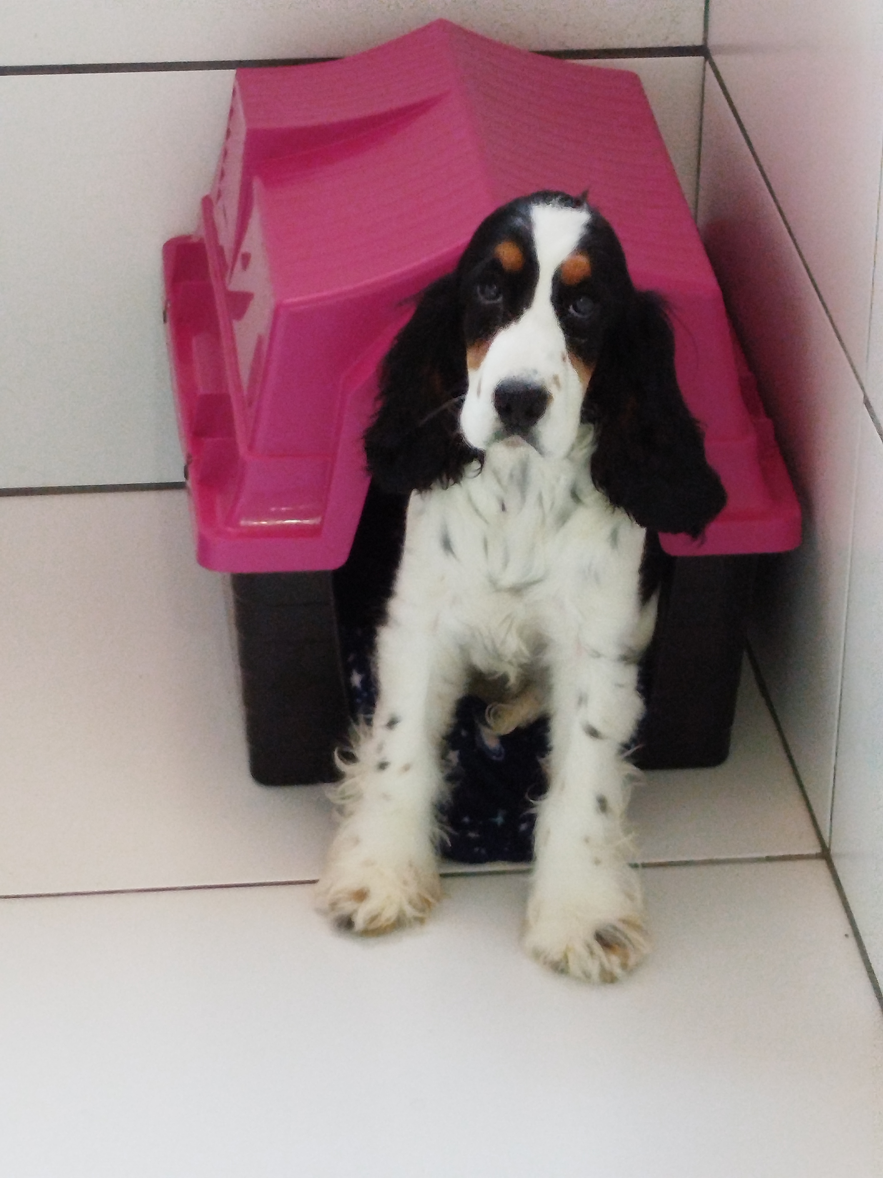 Linda Filhote de Cocker Spaniel Fêmea  - Foto 2