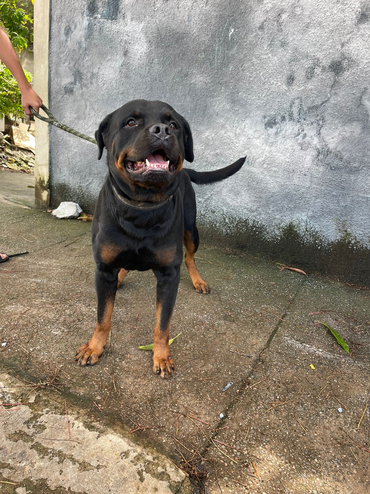 Portal Vendocão Filhotes rottweiler  Jaboatão dos Guararapes 