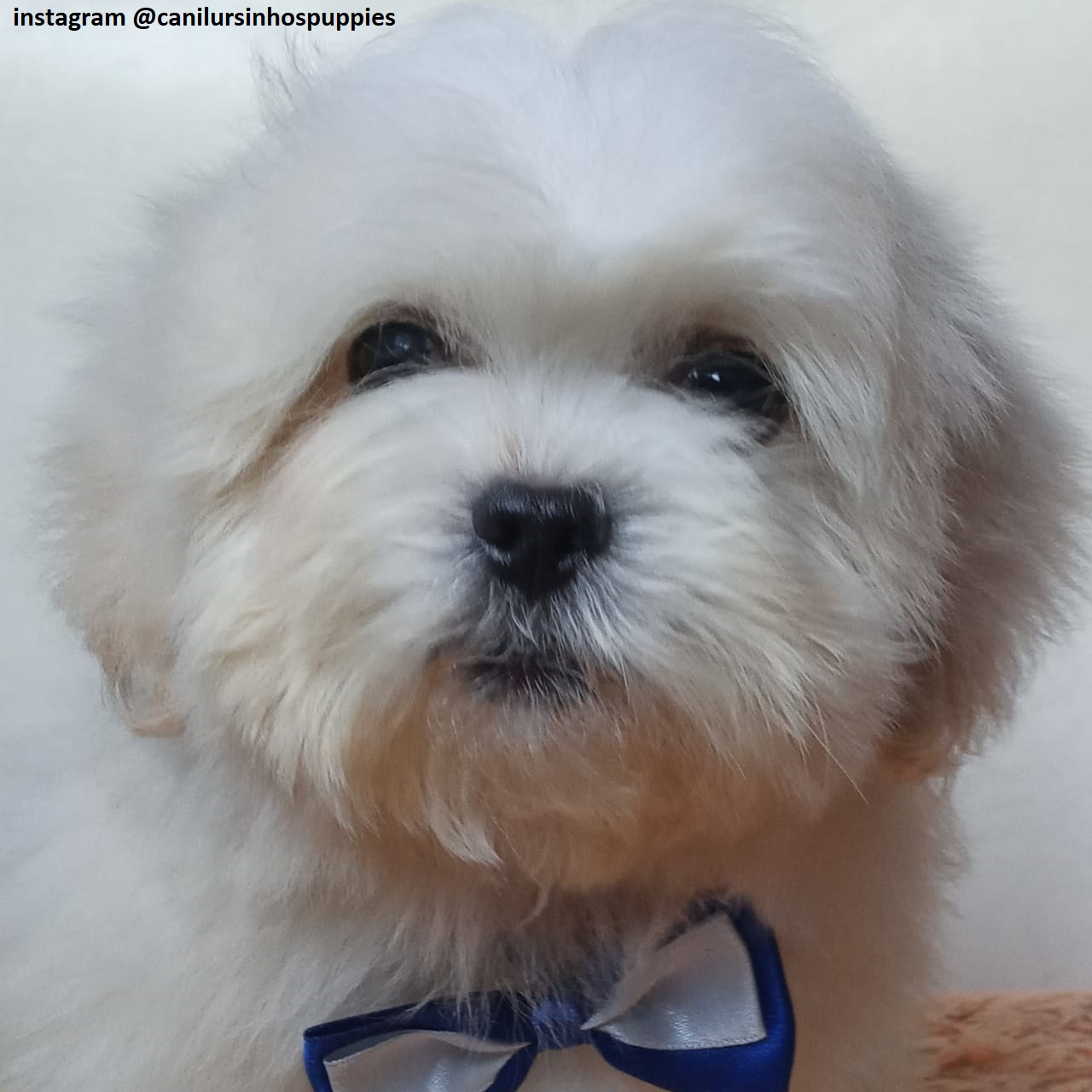 Portal Vendocão lhasa apso filhotes pronta entrega #canilursinhospuppies  são paulo 