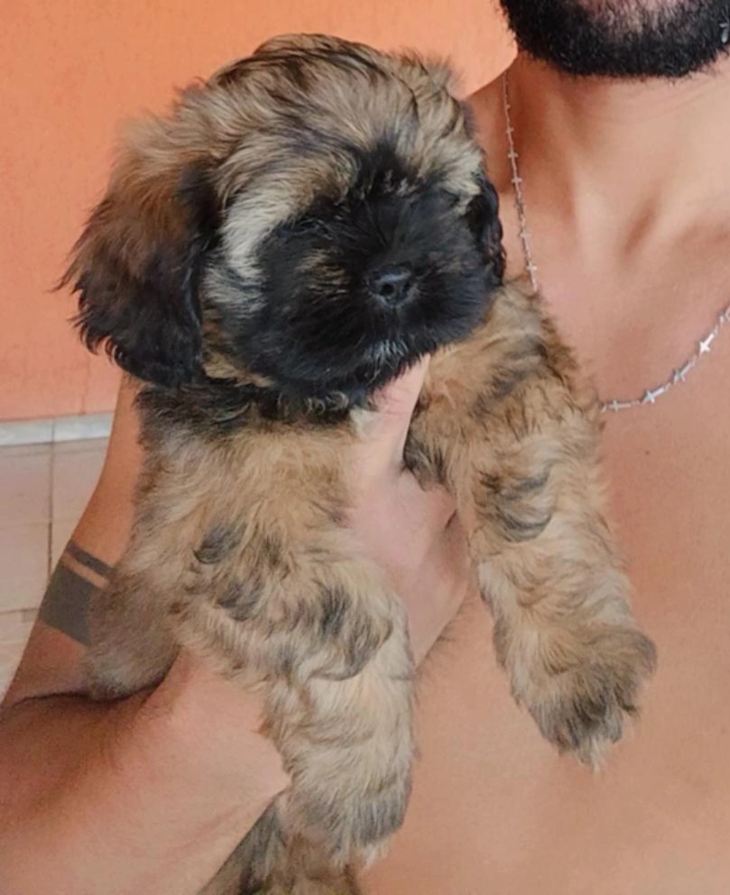 filhotes de Lhasa Apso Goiânia 