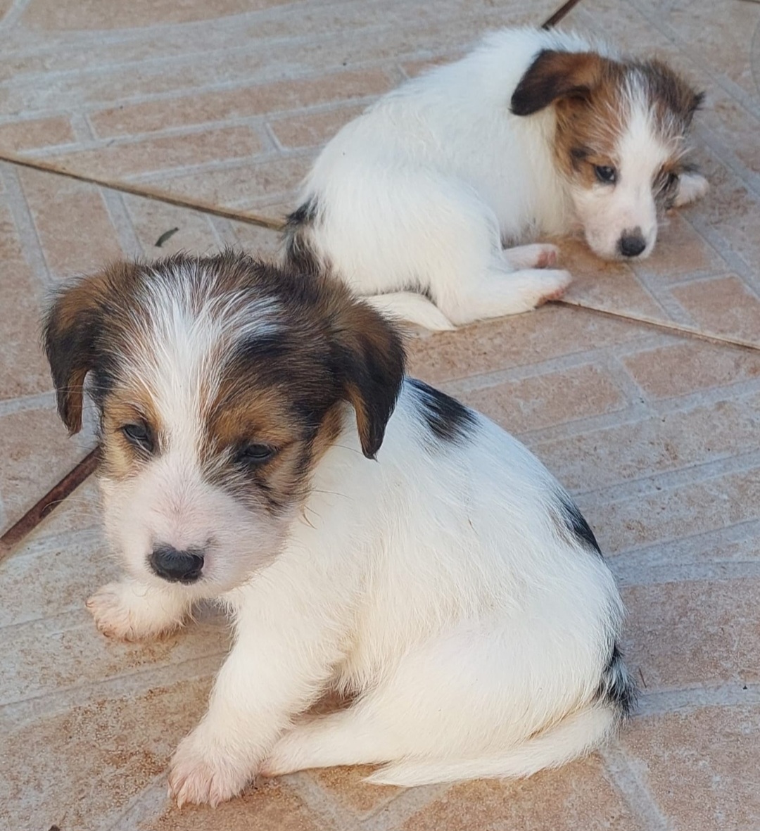 Portal Vendocão Lindos filhotes de Jack Russell Peruíbe 