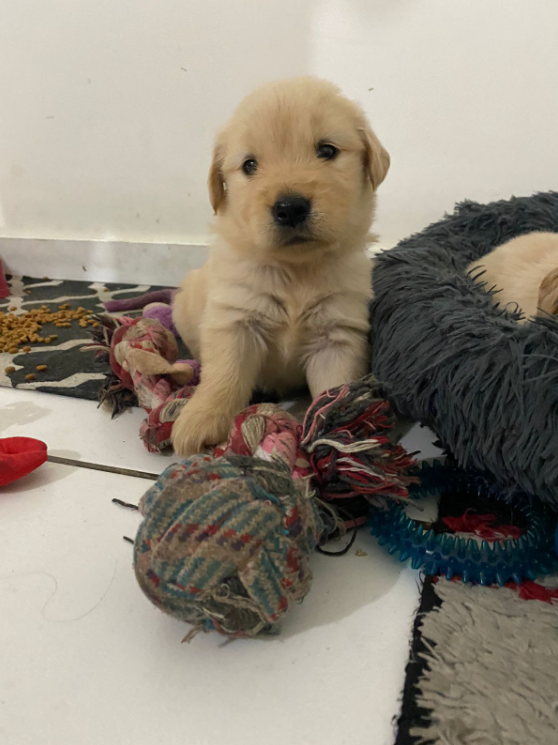 Portal Vendocão Lindos filhotes de Golden Retrivier Rio de janeiro