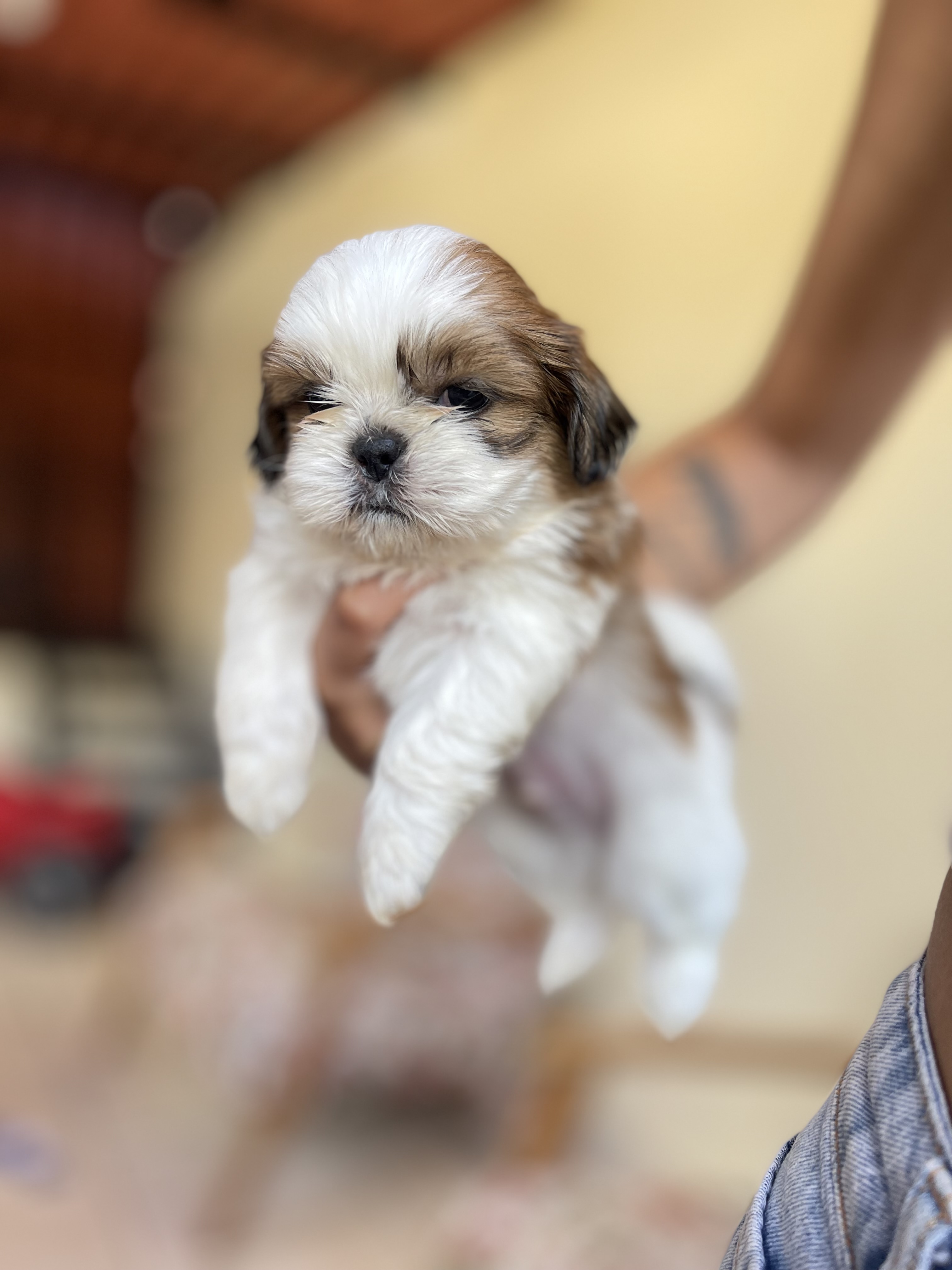 Portal Vendocão Lindos cachorros shihtzu mini disponível para vendas!!!  Juiz de Fora 