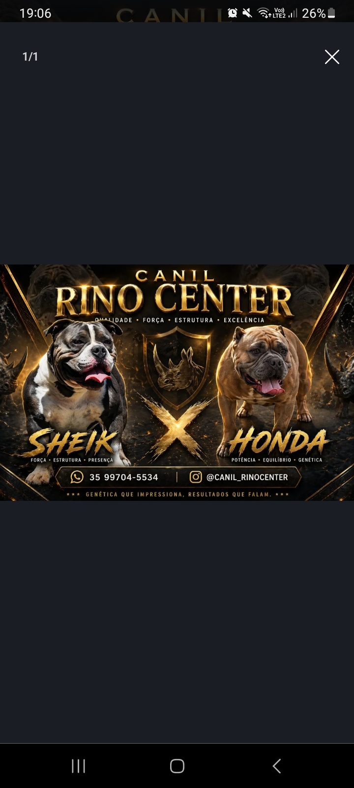 American bully pocket