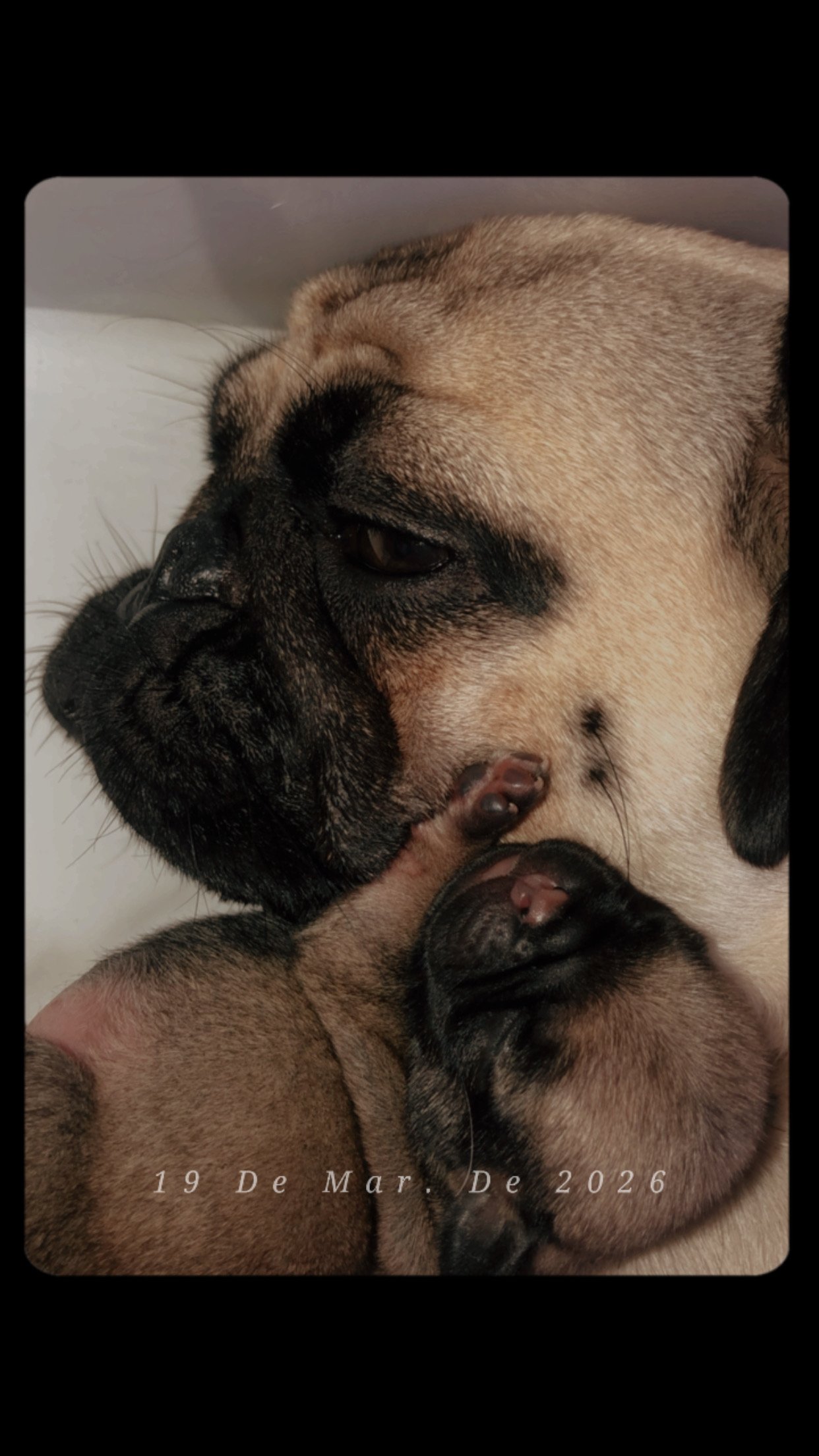 😊   Se você está procurando um companheiro leal e cheio de energia, um pug pode ser a escolha perfeita! Eles são conhecidos por serem amigos fiéis e cheios de amor.  Se você quiser saber mais sobre os pugs disponíveis (machos e fêmeas), basta entrar em contato! 😄 Qual é o seu interesse? 83986295324 