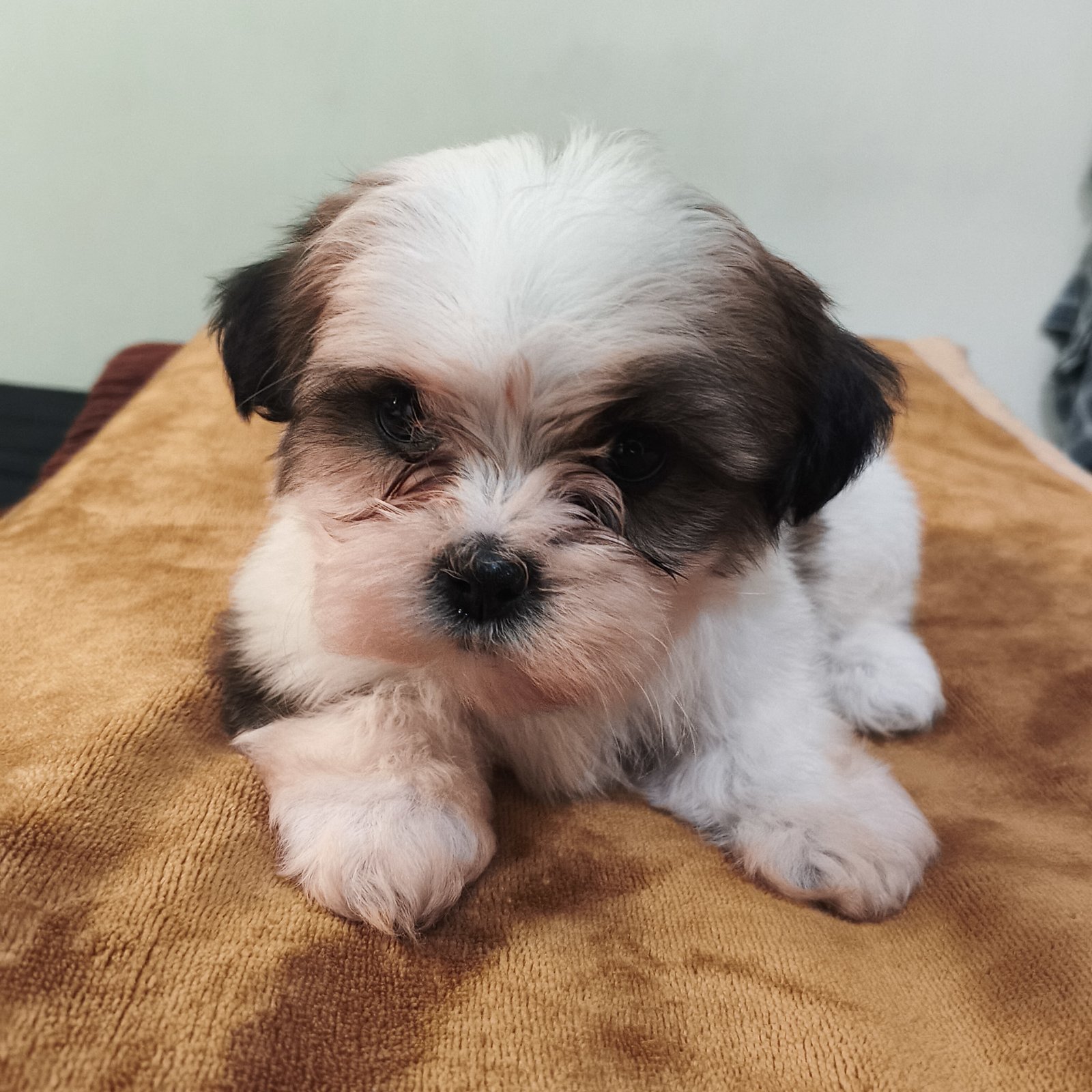 Filhote Lhasa Apso - Foto 1