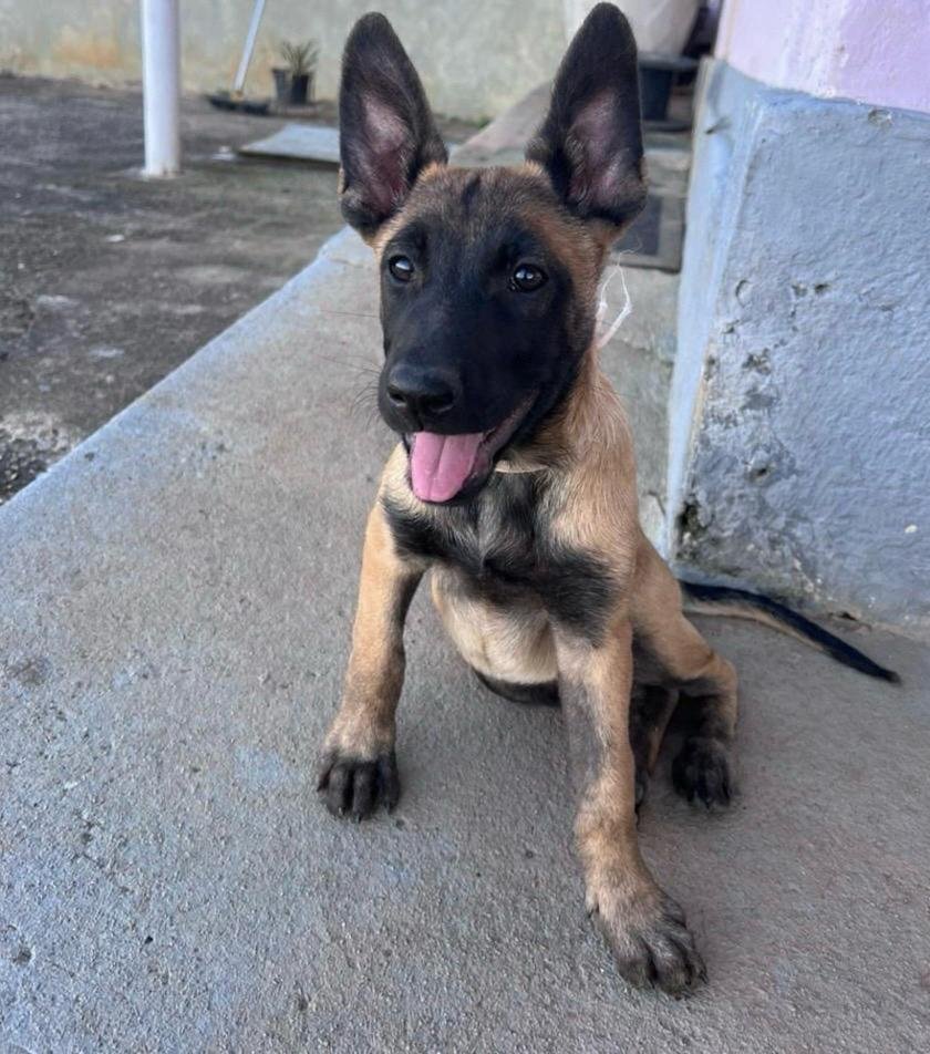 Filhotes de Pastor Belga Malinois