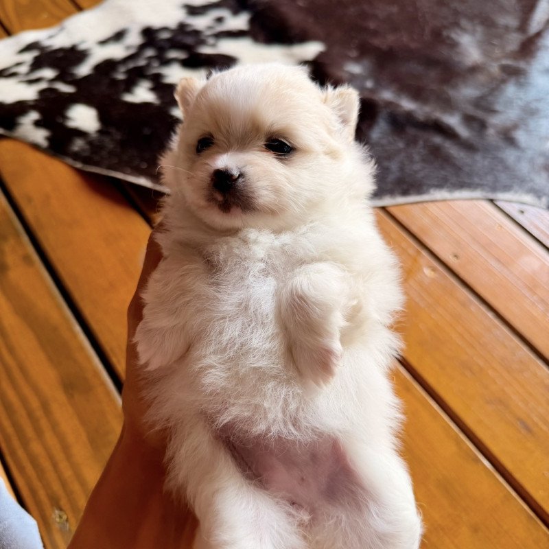 Spitz Alemão - Foto 1
