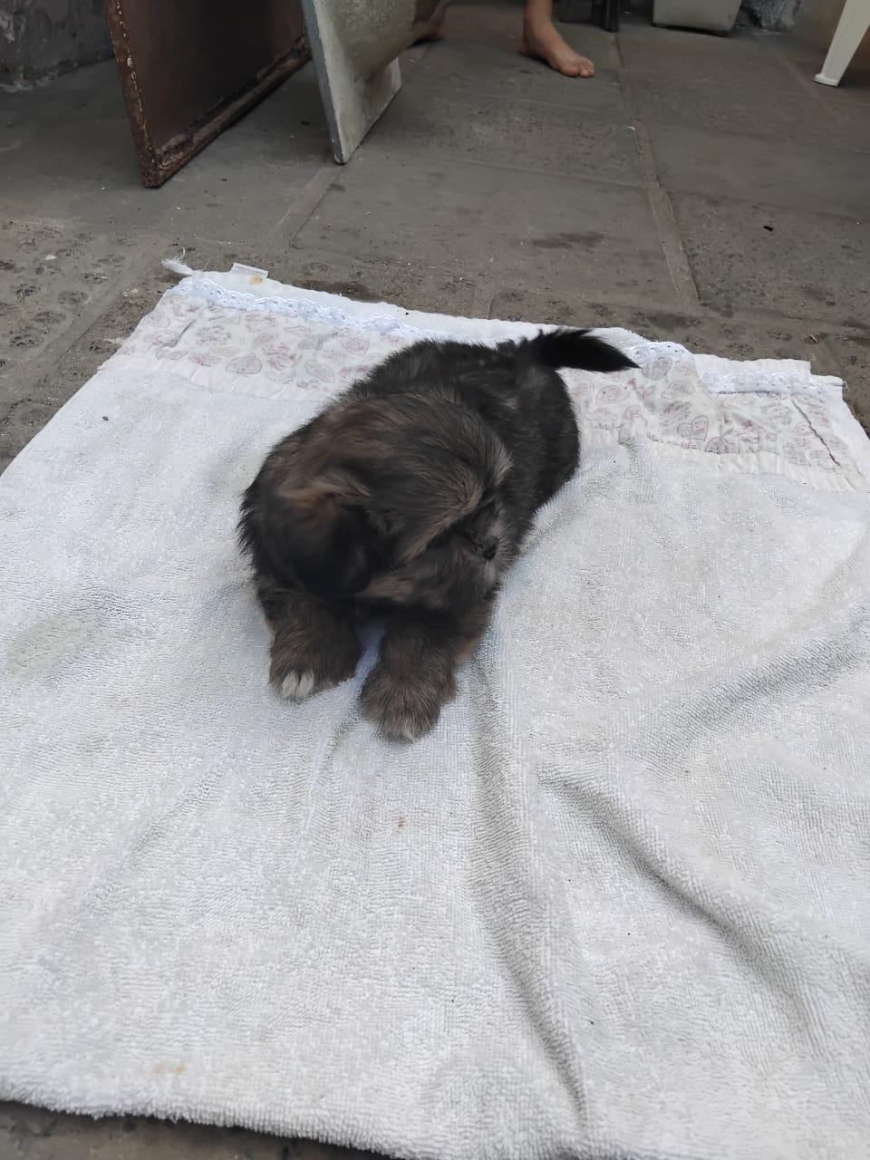 Portal Vendocão filhote de lhasa apso 50 dias Paulista