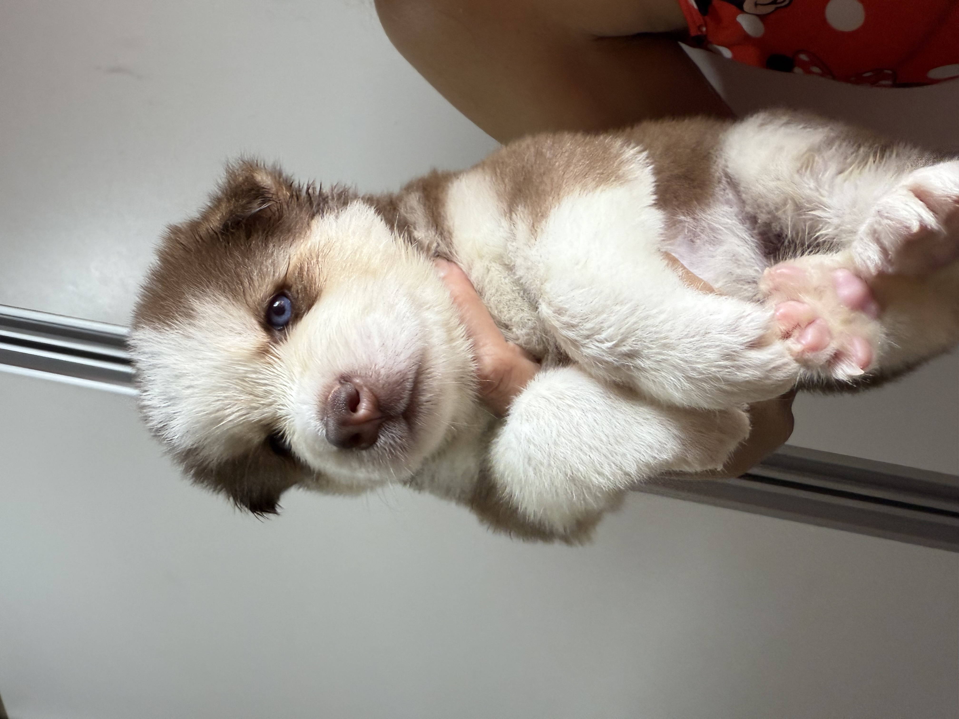 Portal Vendocão Vendo filhotes de Husky Siberiano  Fortaleza 