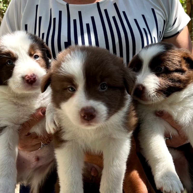 Super fofos e sadios filhotes de Borde Collie