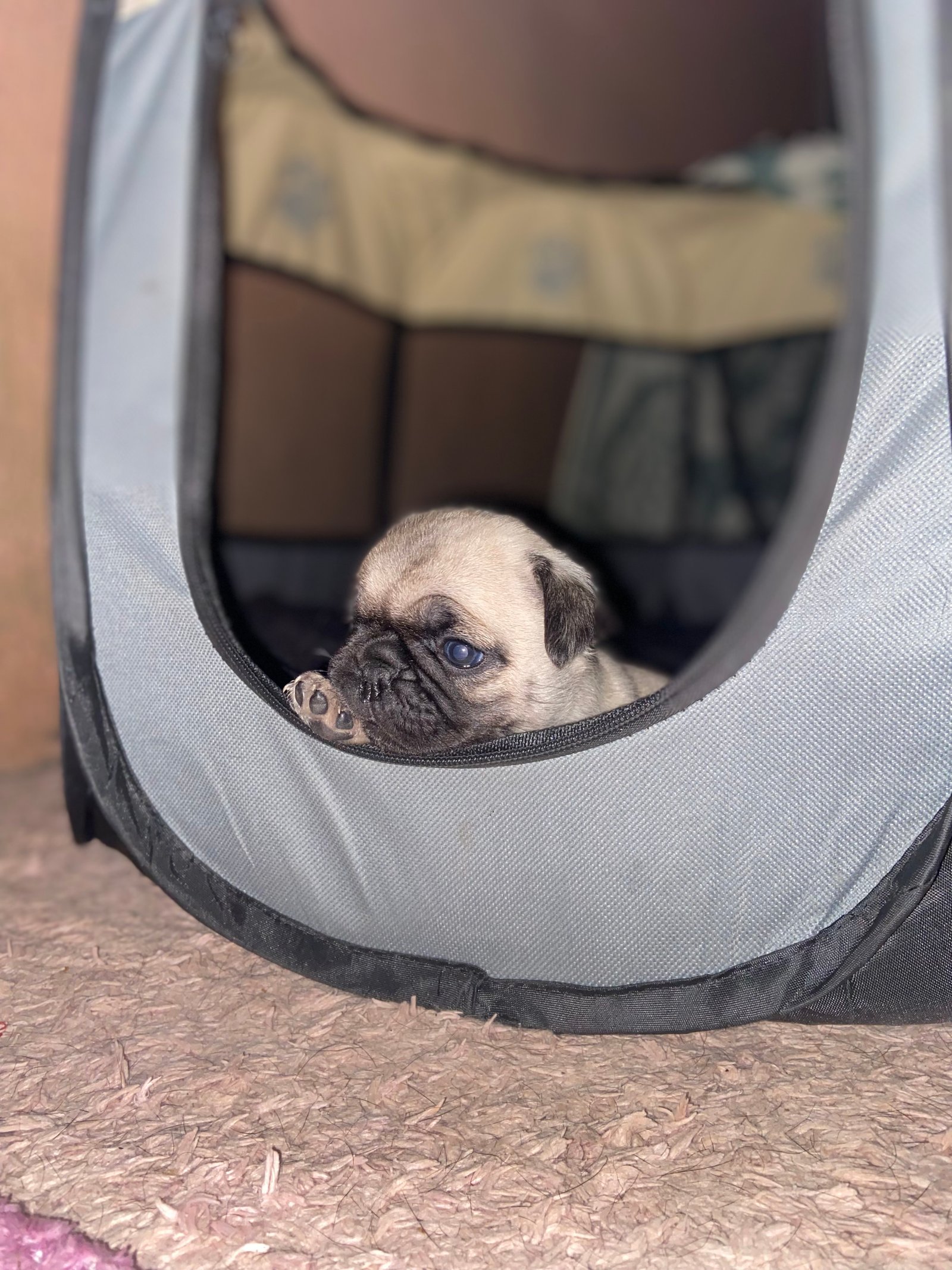 Vendo Casal Pug - Foto 2