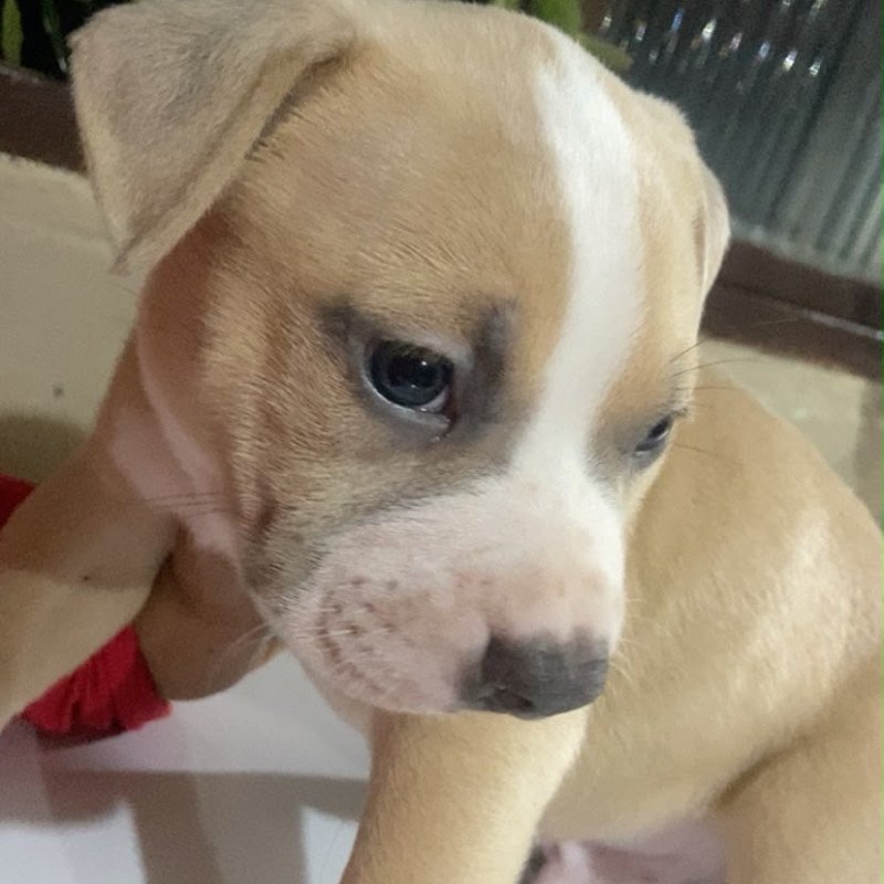 🐶 FILHOTE AMERICAN BULLY DISPONÍVEL! 🐾  Procurando um companheiro lindo e cheio de personalidade? ❤️  Temos filhote de American Bully disponível para um novo lar! 🏡🐾 Macho está com 40 dias - Foto 2