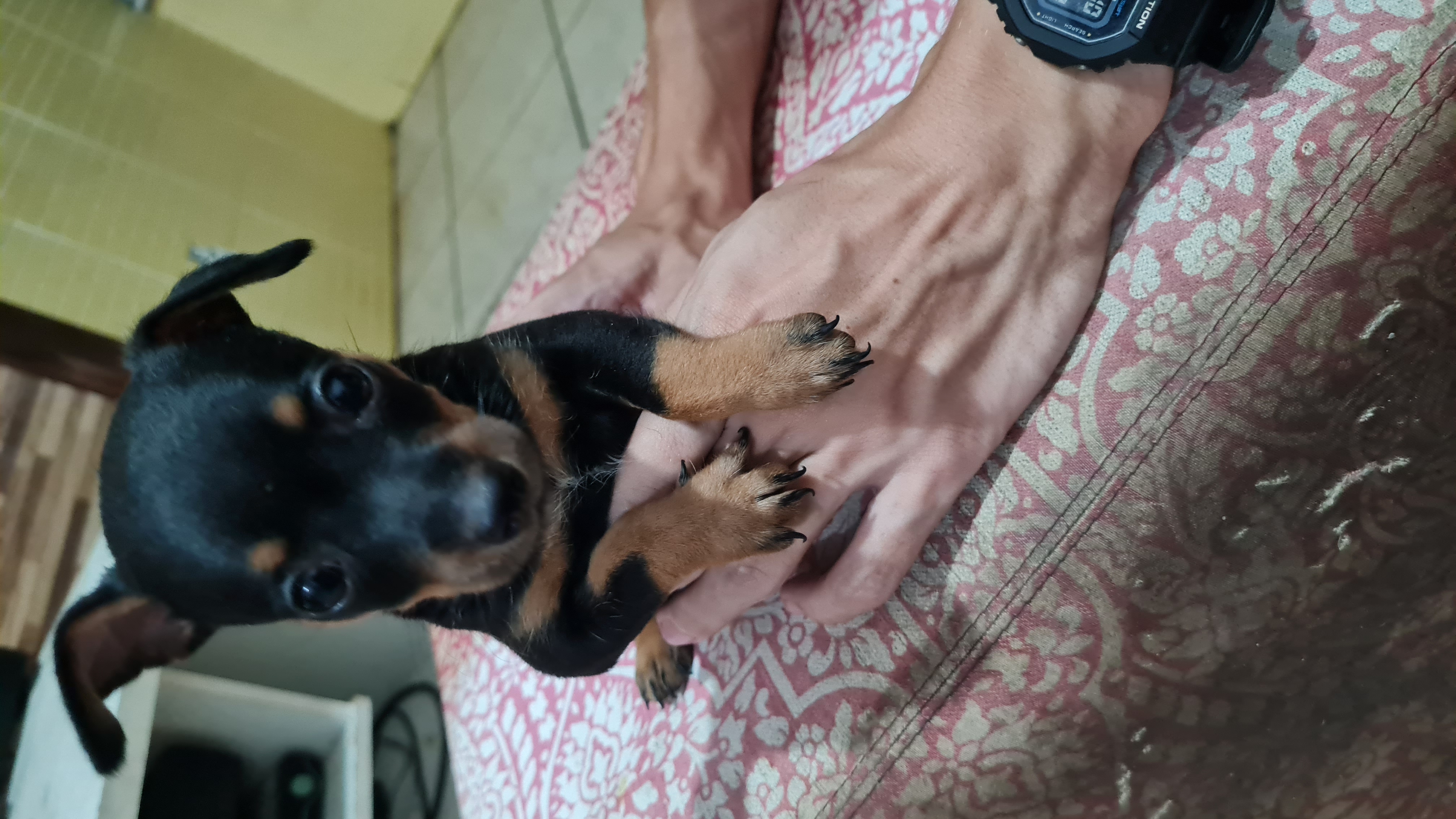 Portal Vendocão Pinscher filhote Salvador