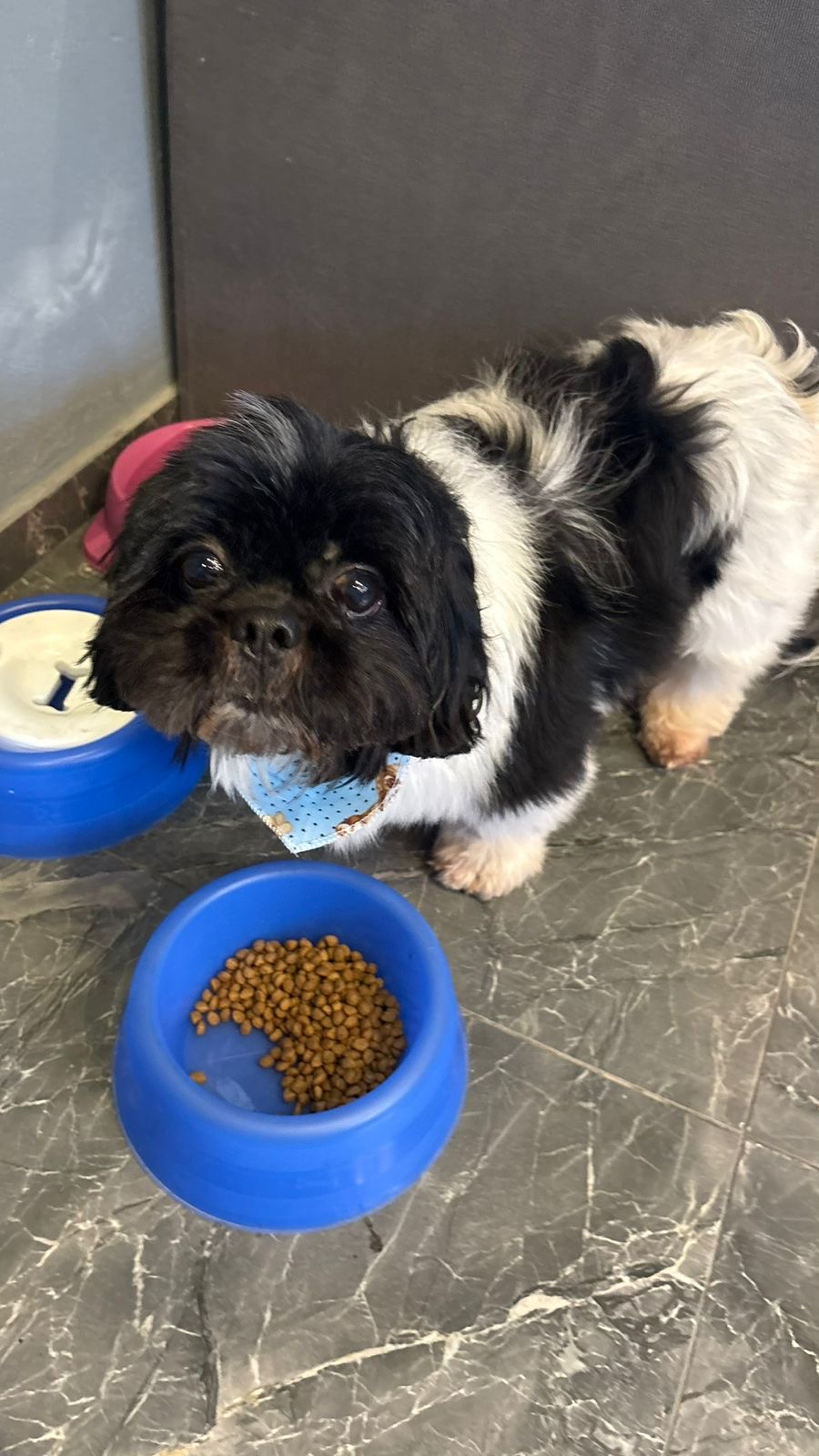 Filhote Shih Tzu  - Foto 2