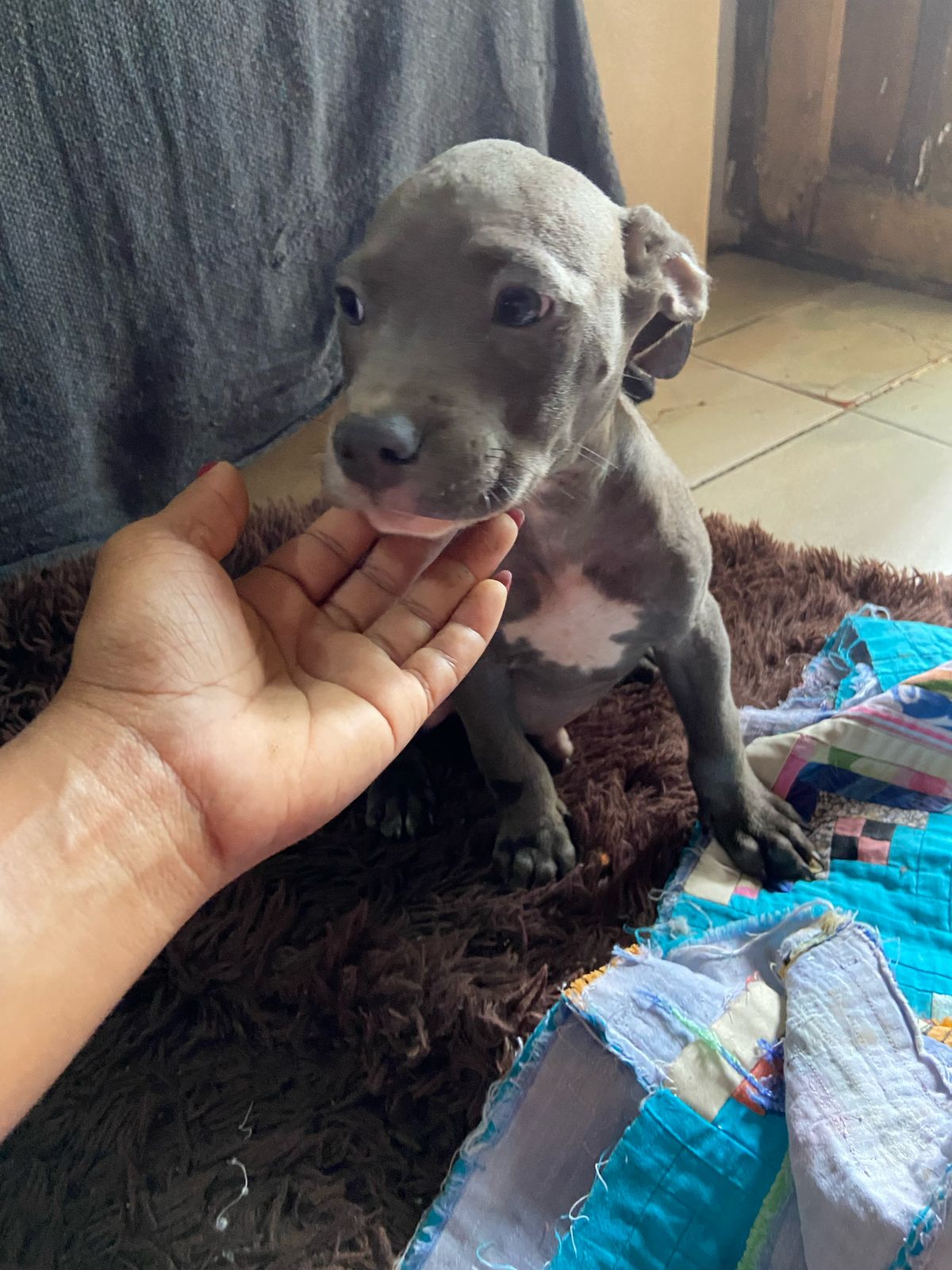 Portal Vendocão Filhotes de Pitbull  São Sebastião do Passé