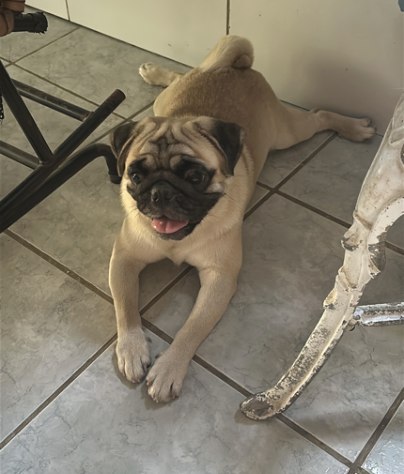 Portal Vendocão Pug macho  Olinda 