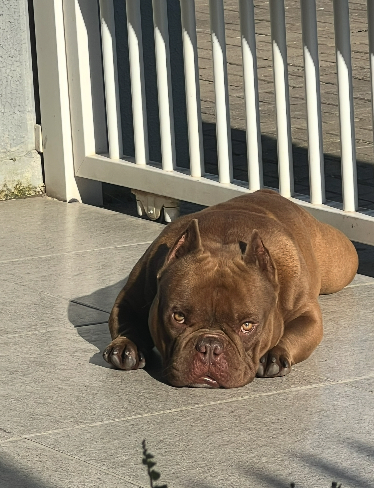 American bully  - Foto 2
