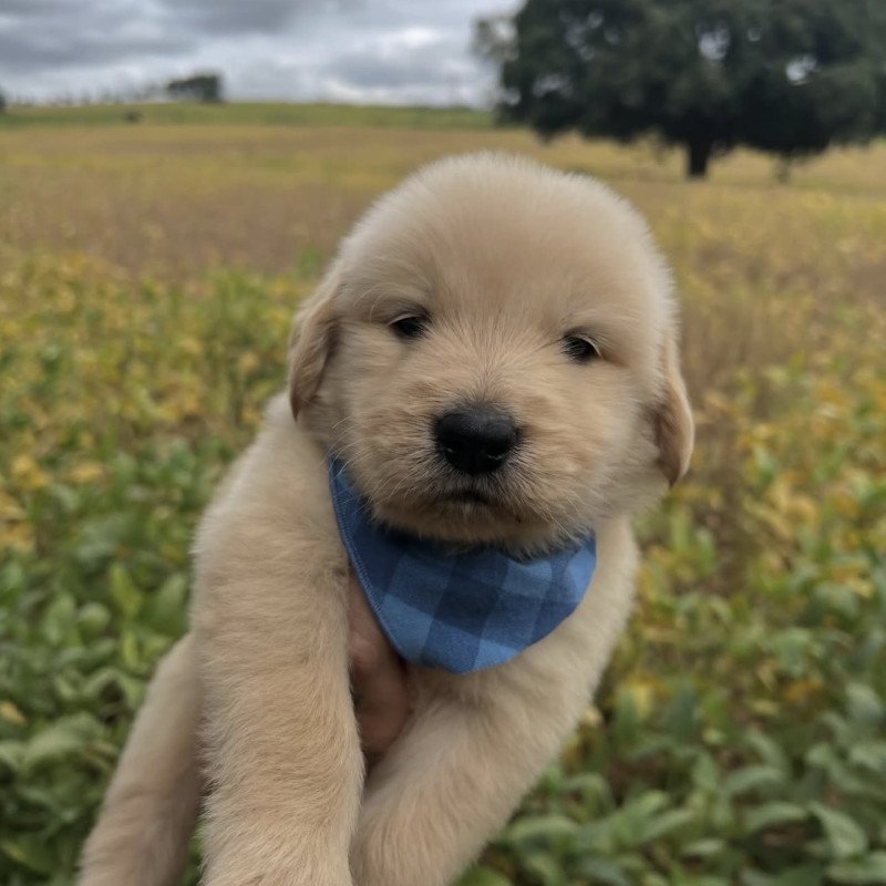 Lindos filhotes de Golden Retriever