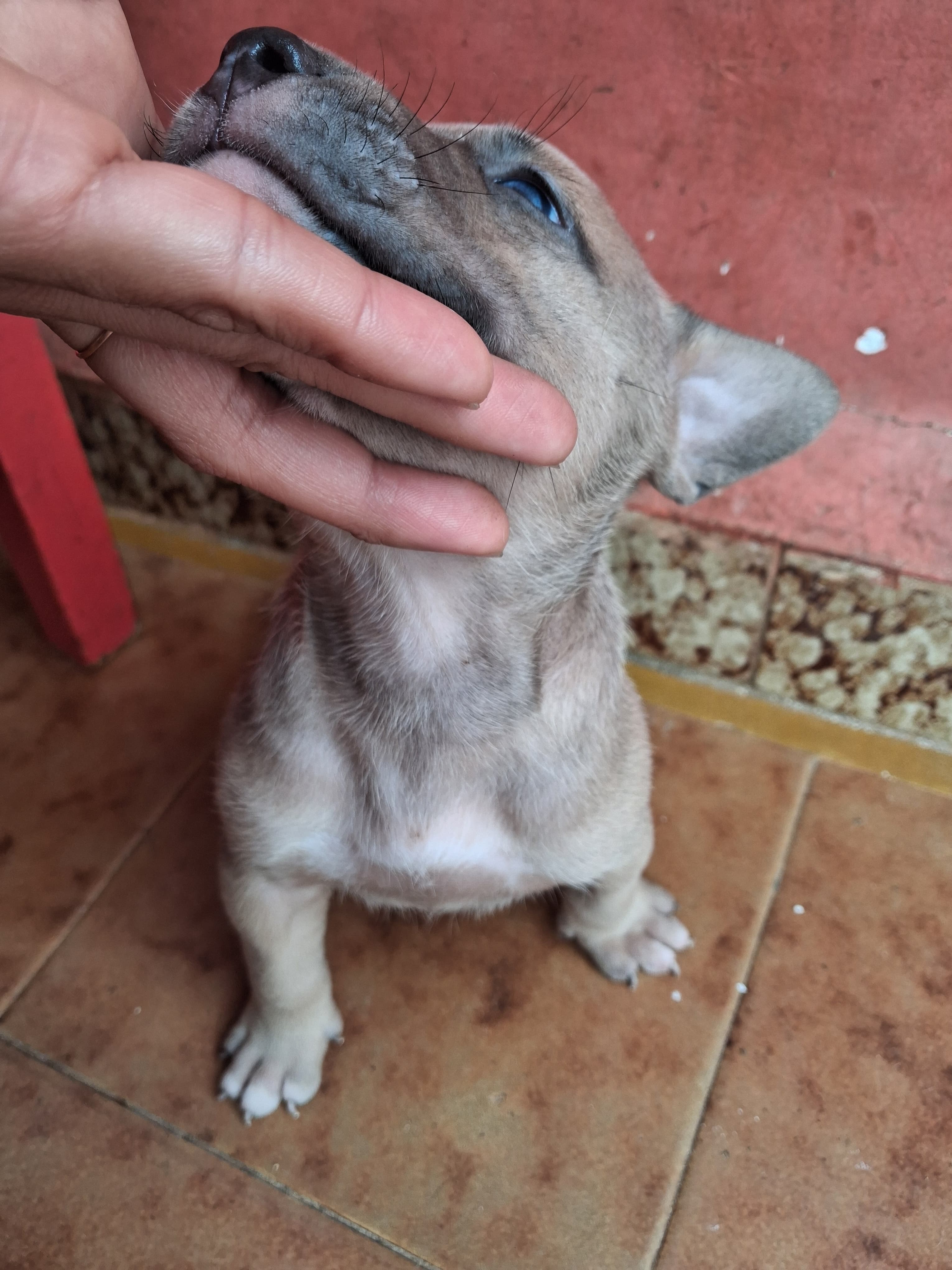 Portal Vendocão Filhotes de Pitmonster  Jequié 