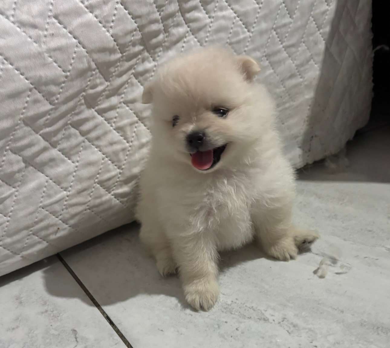 Filhote de Spitz Alemão - Foto 4