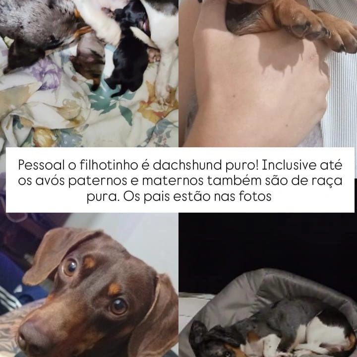 Vendo filhote de dachshund miniatura macho 45 dias