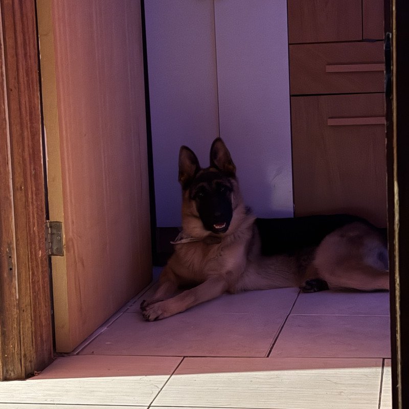 Vendo pastor alemão fêmea