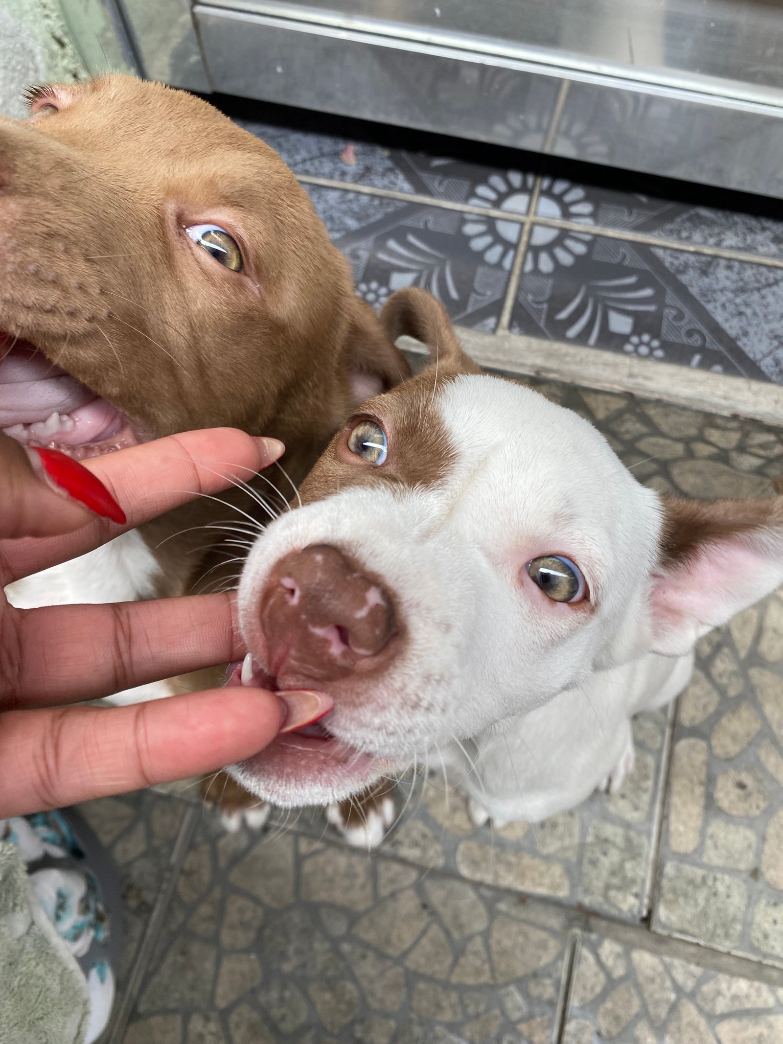 Pitbull 