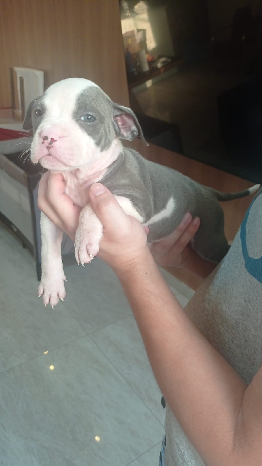 Filhotes pitbull - Foto 1