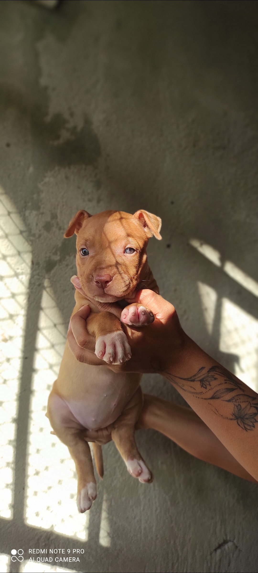 Portal Vendocão Filhotes de PitBull  Fortaleza 