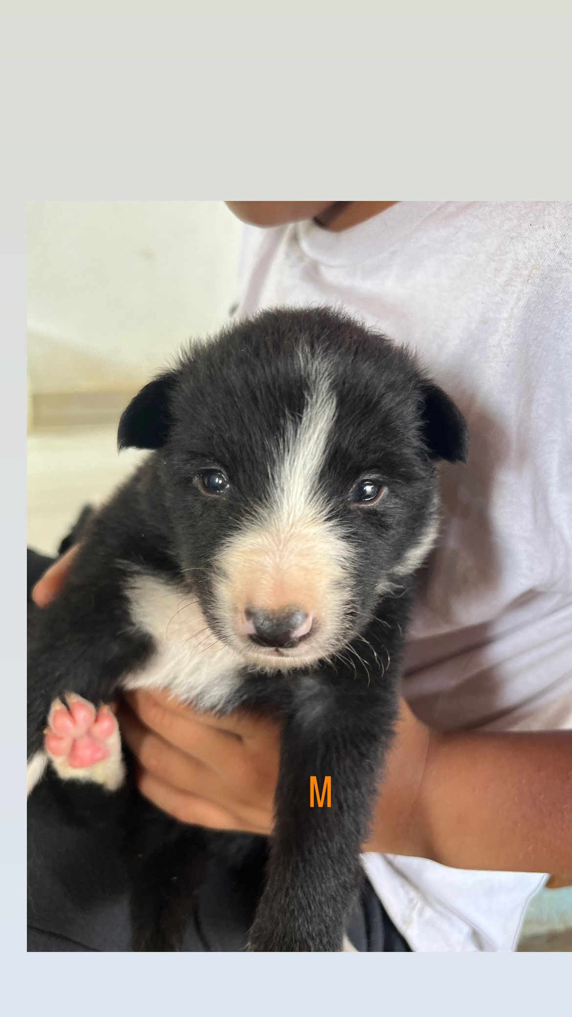 filhotes de Border Collie São José dos Pinhais 